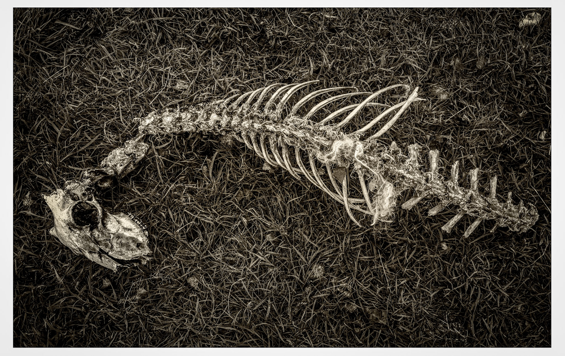 Sheep remains