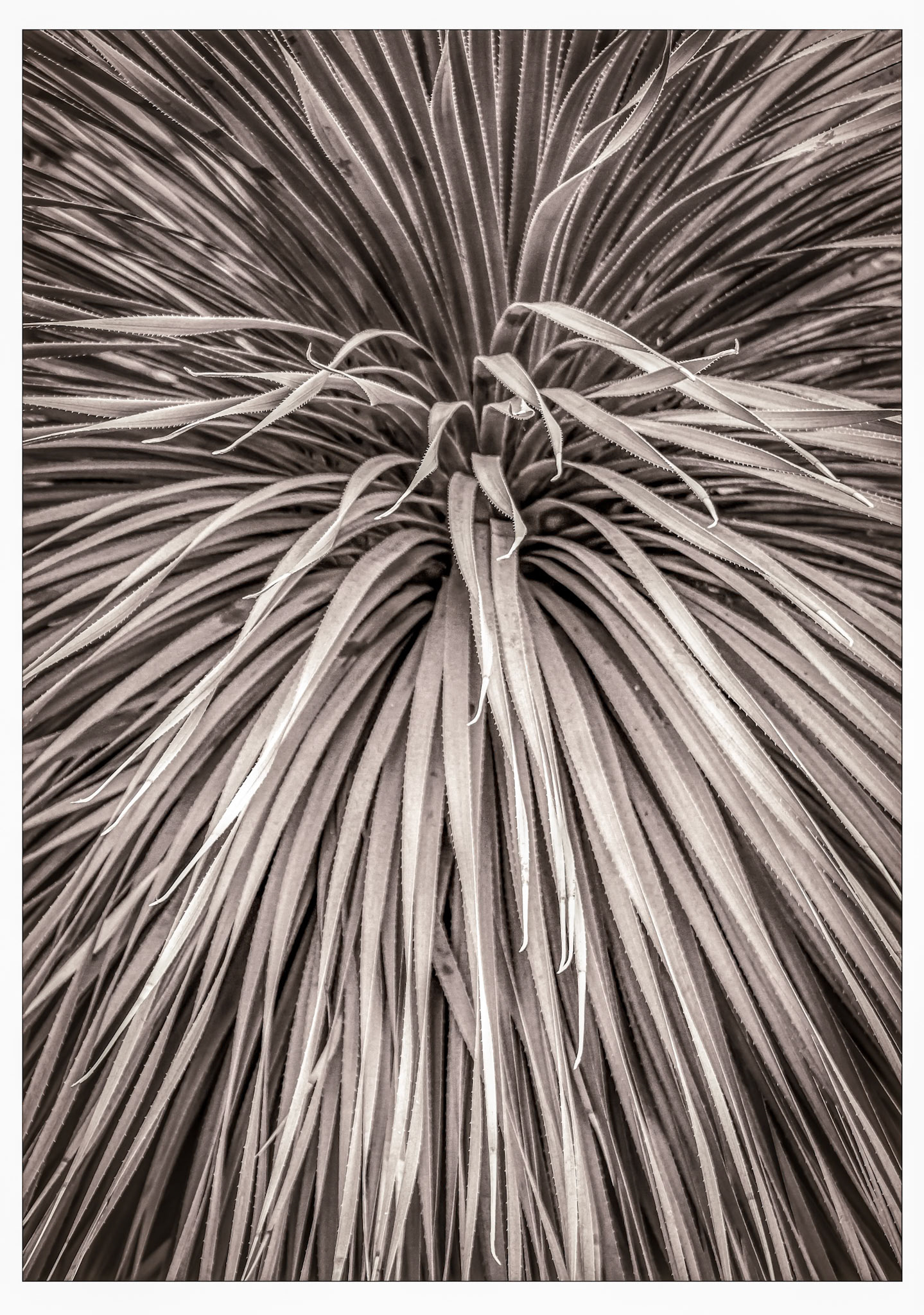 Radial Formation
