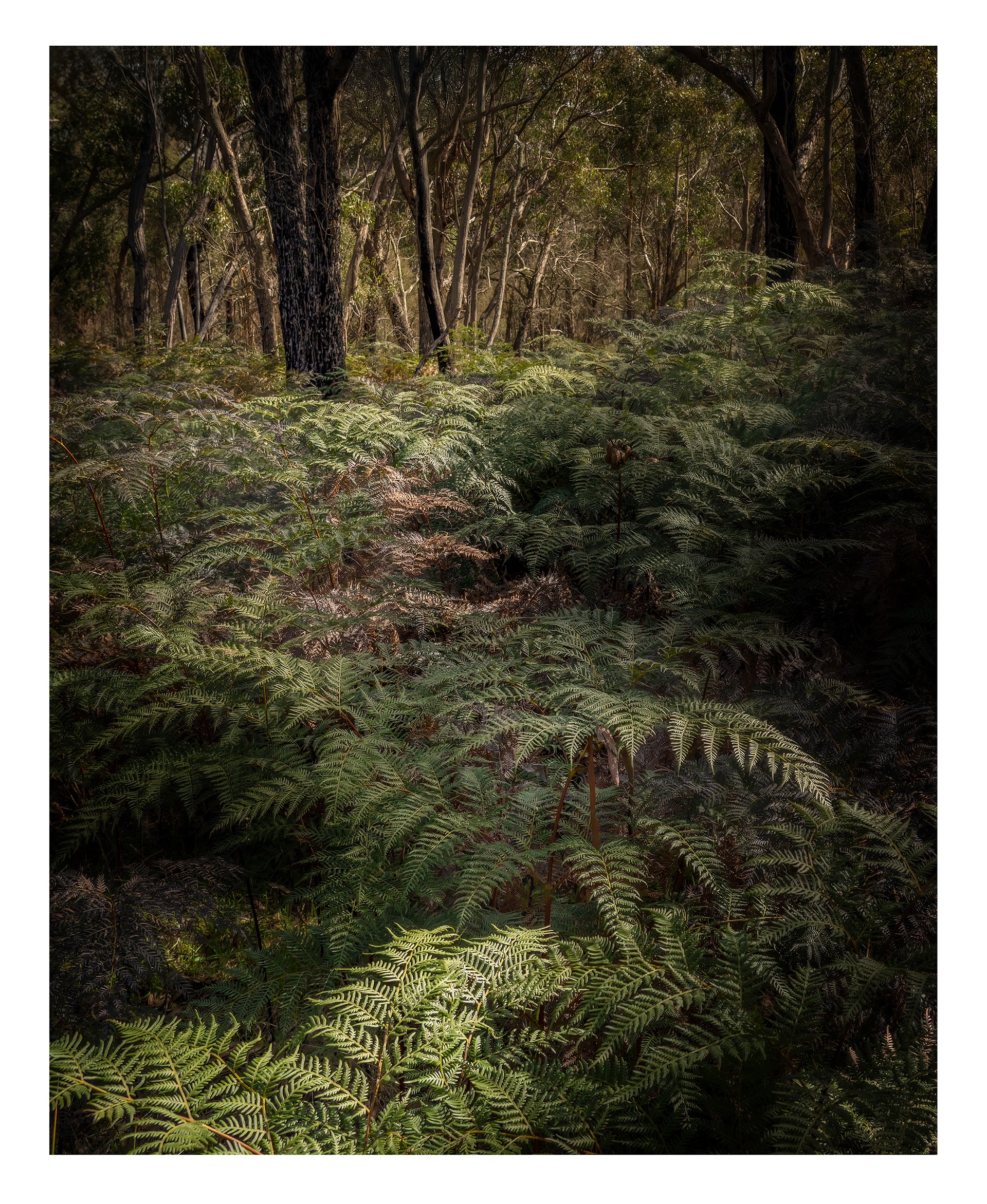 The Fairy Trail