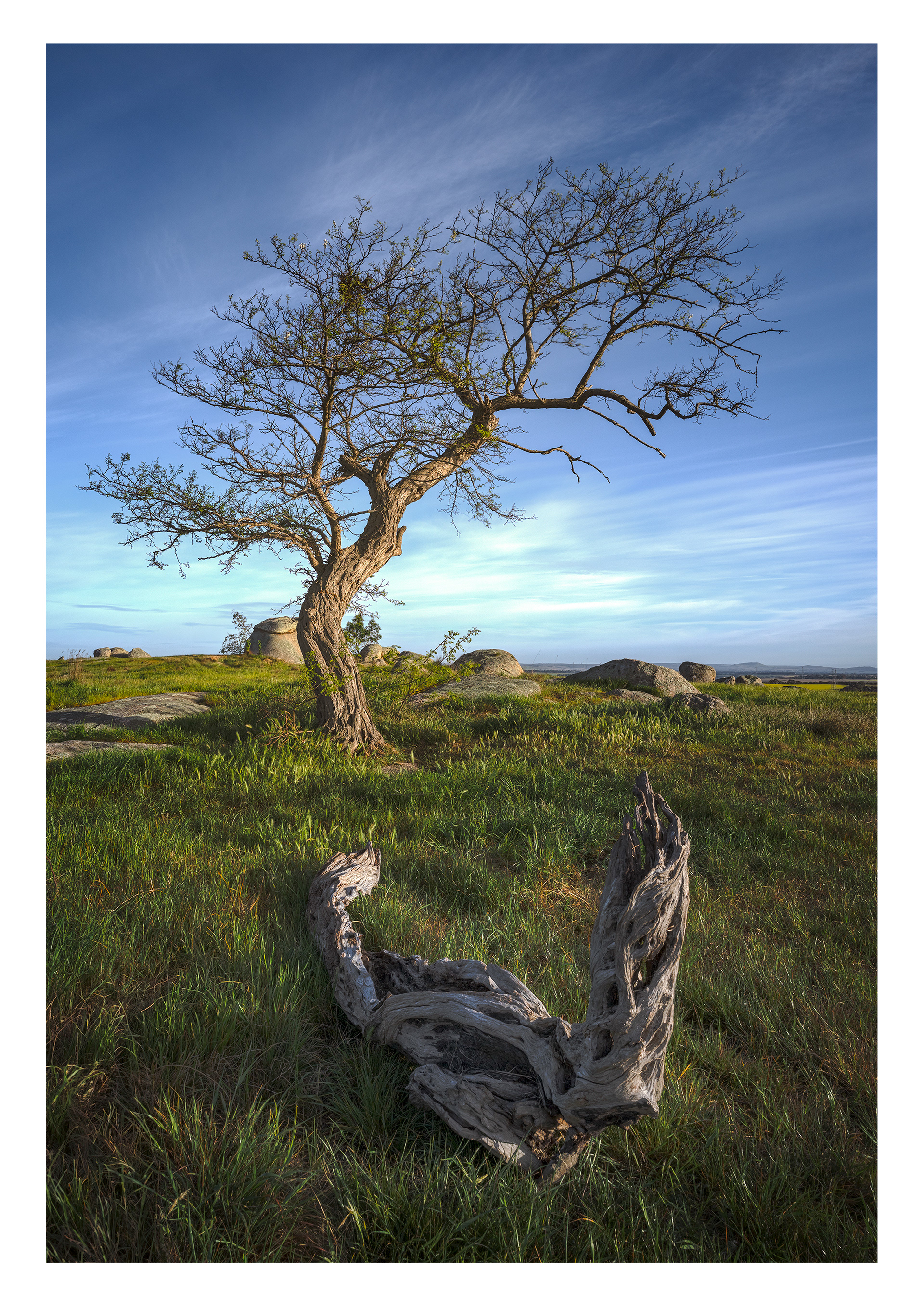 Dog Rock Tree