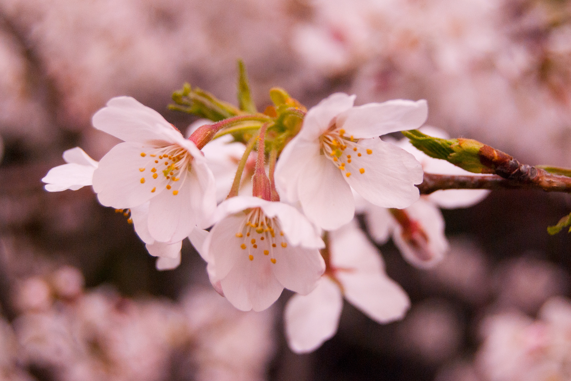 Sakura (Cherry Blossoms) encompasses the beauty of life.