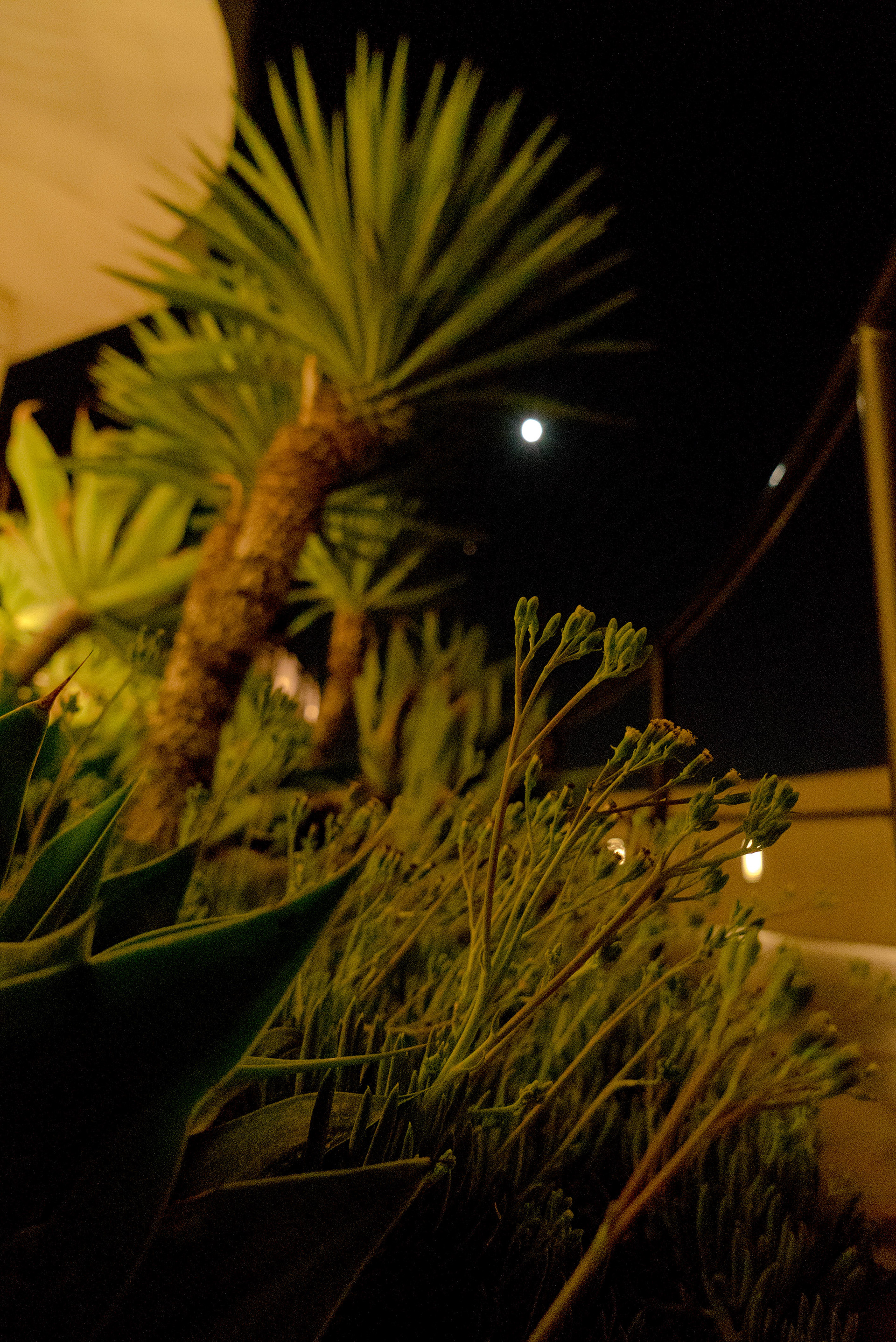 Seeing the Moon from a little Critter's point of view.