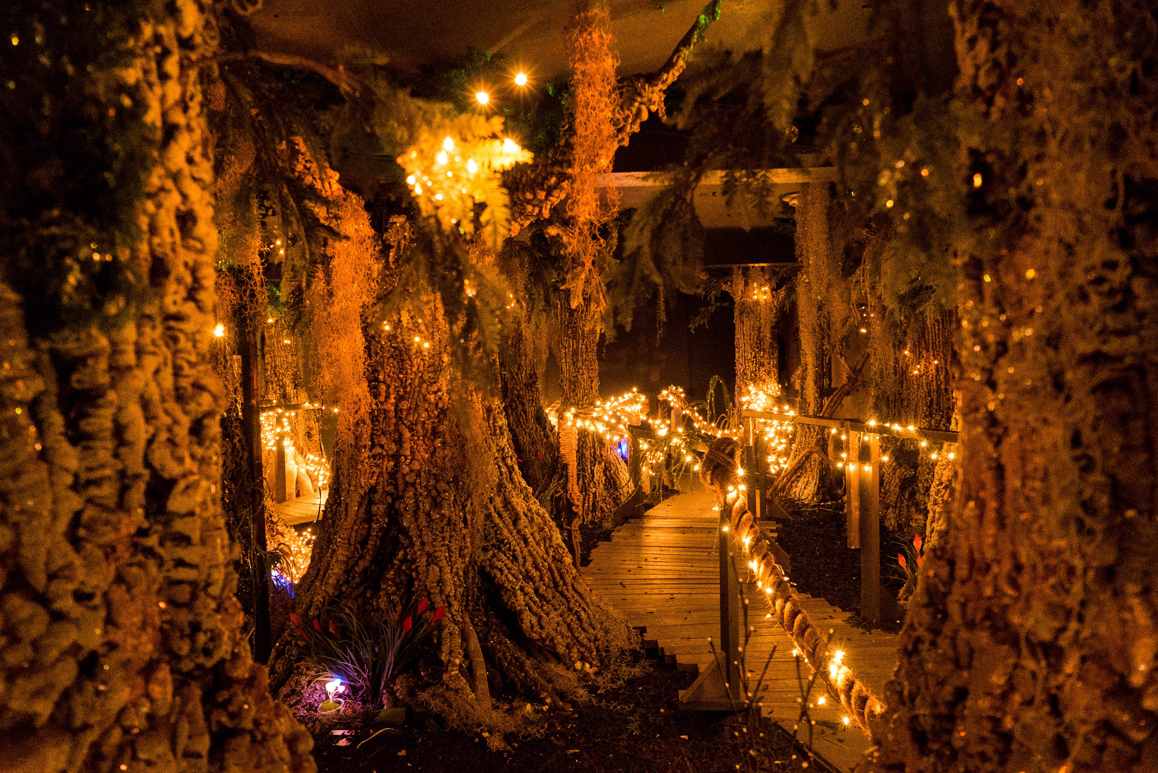 Enchanted lights in a never ending forest. 