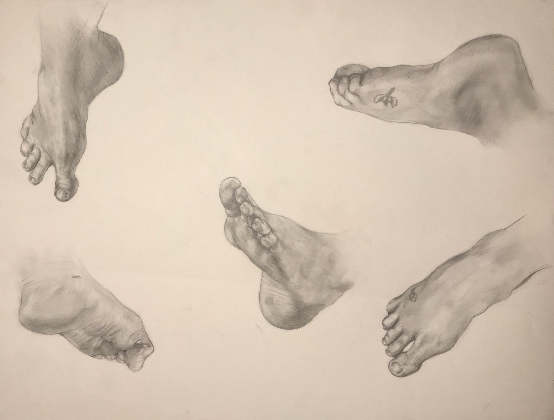 Anatomy Study, Graphite