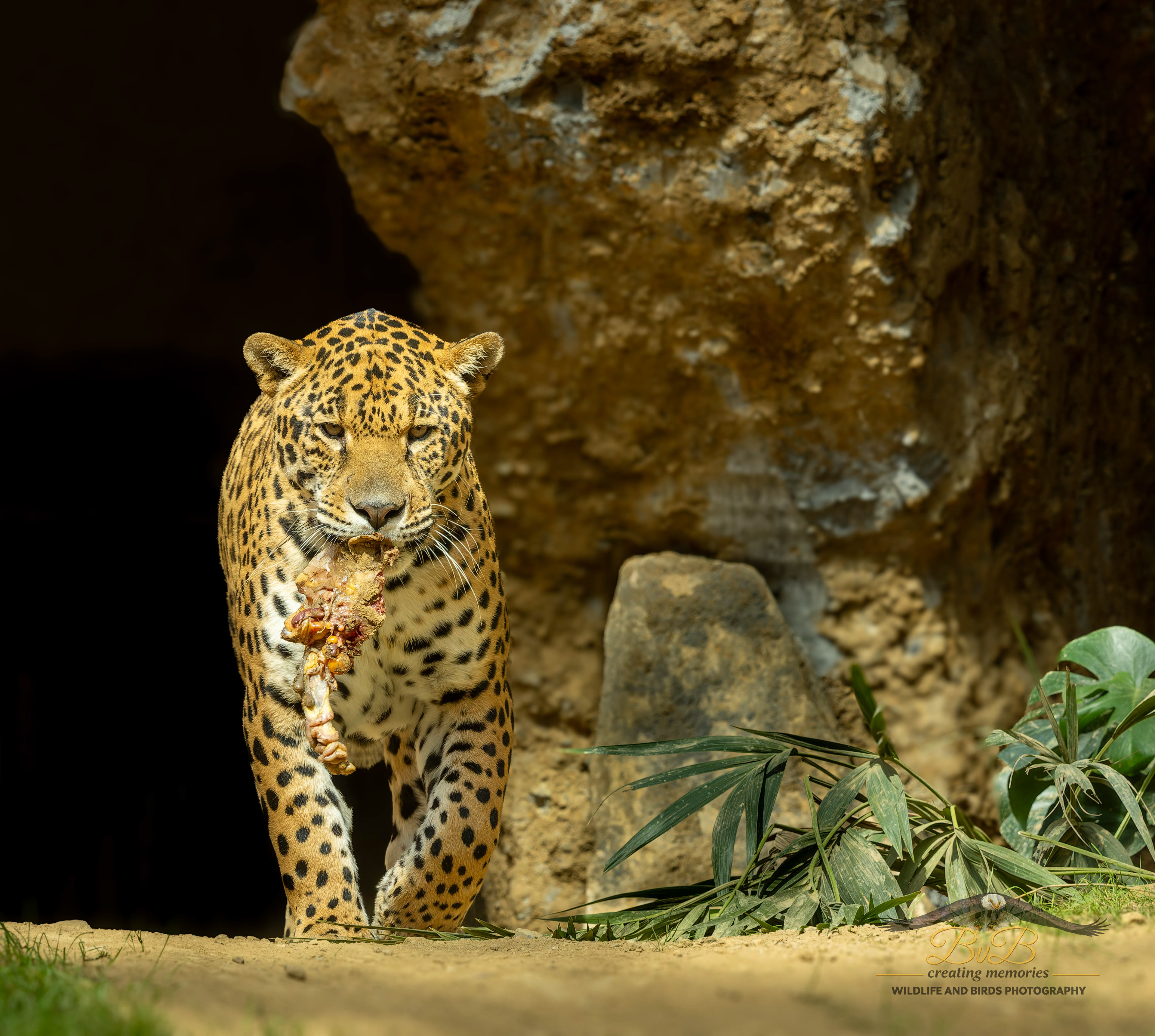 Jaguar