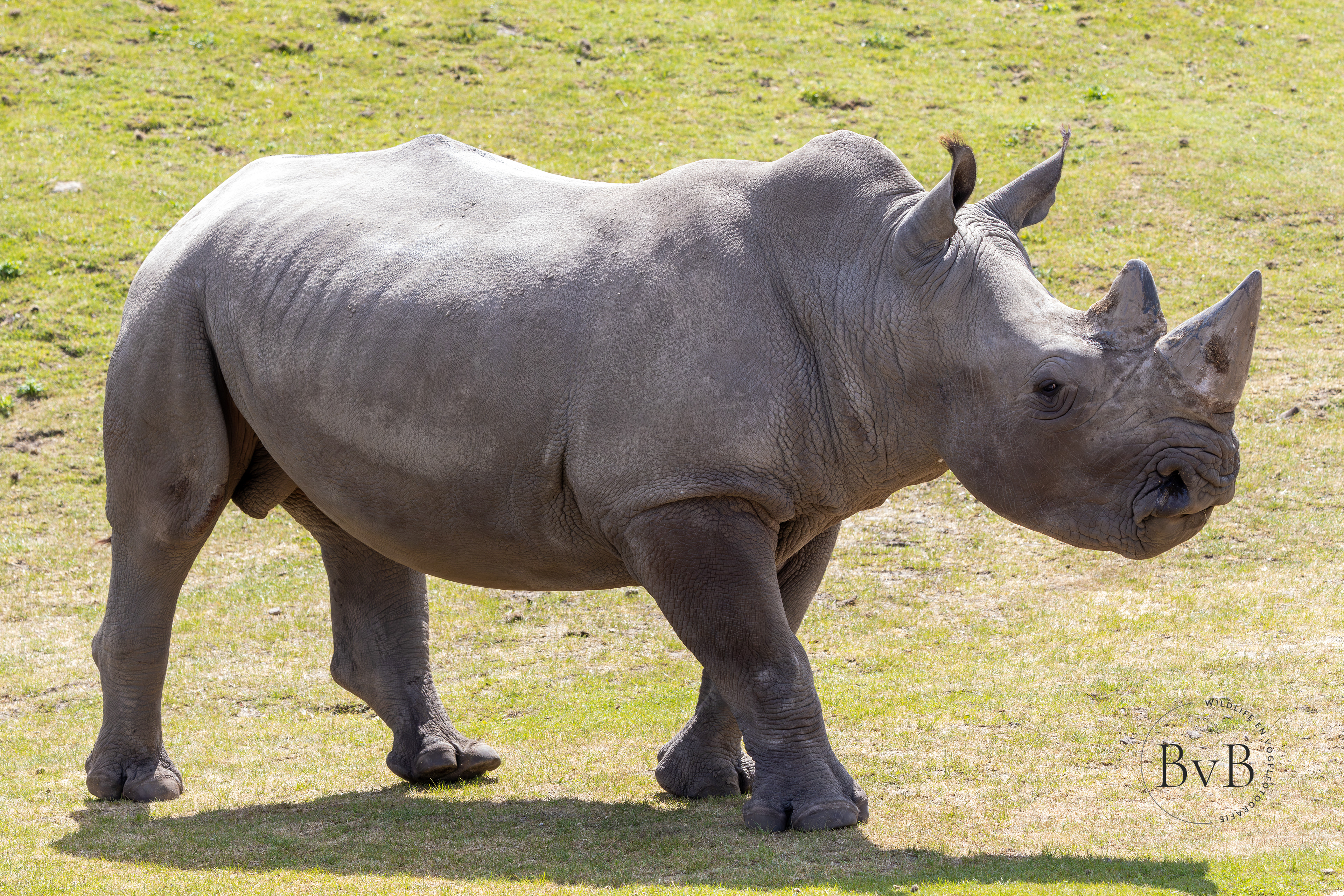 Neushoorn