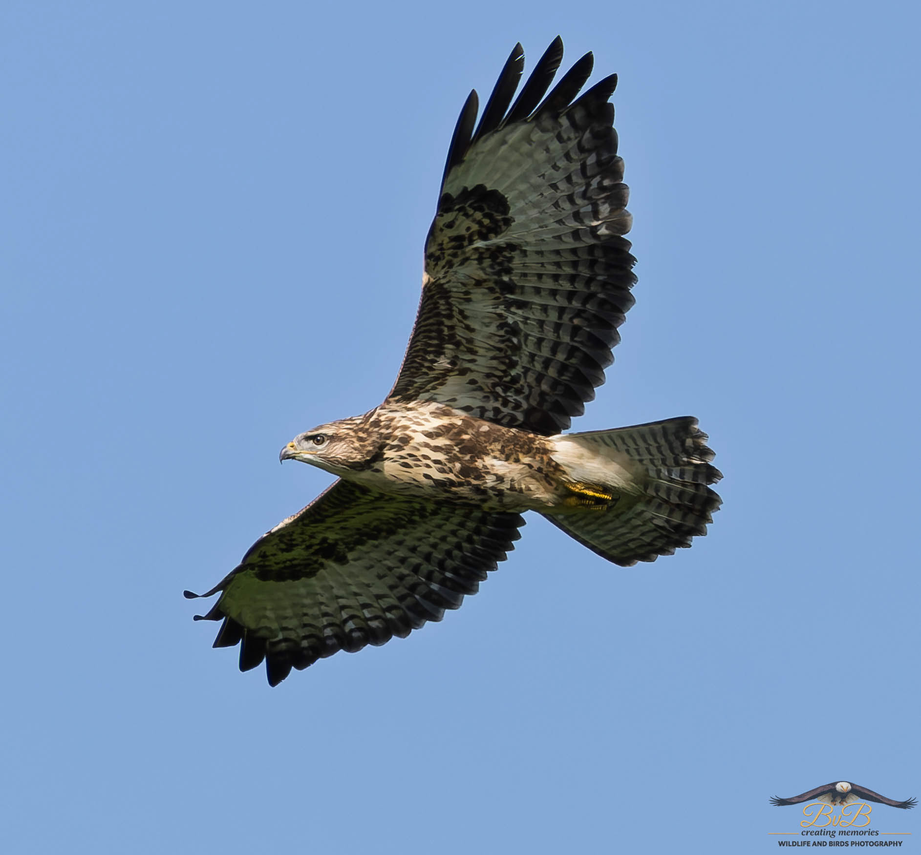 Buizerd