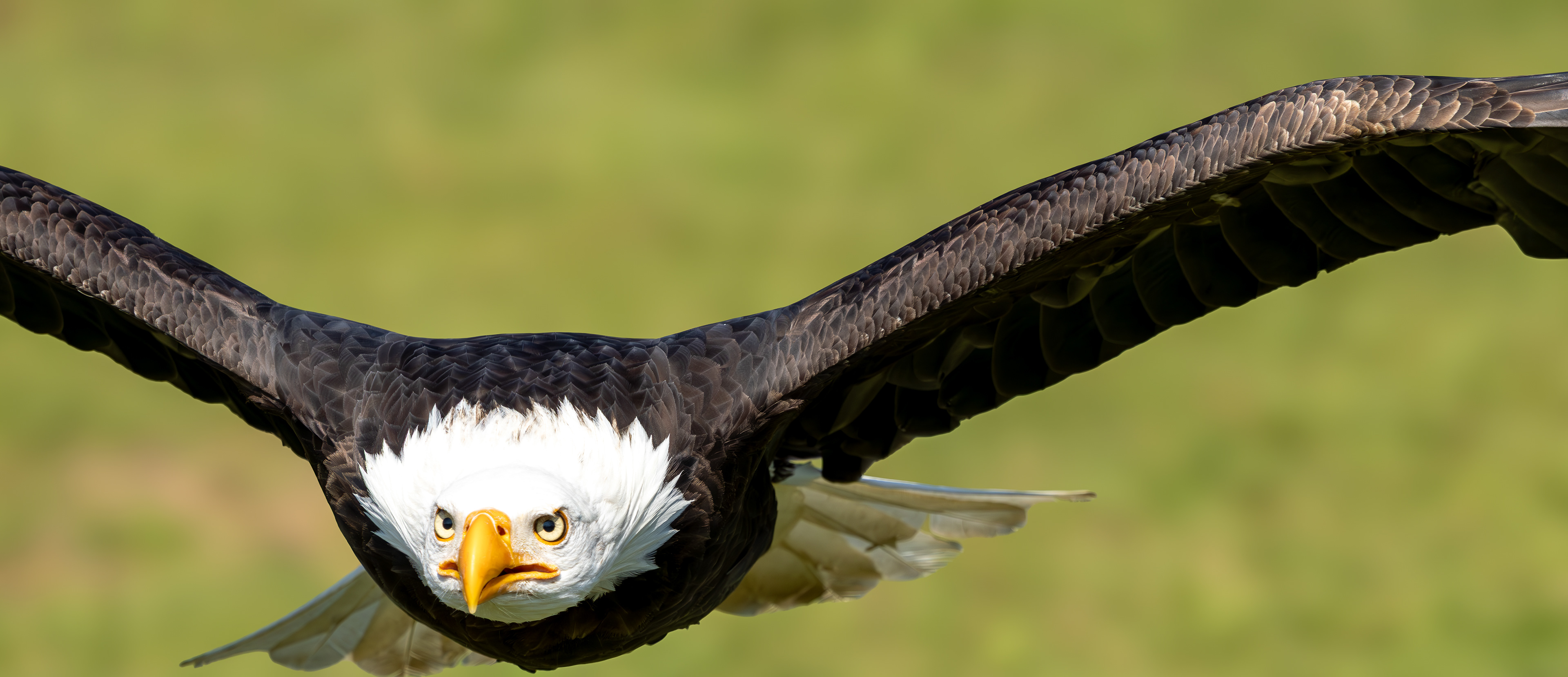 Amerikaanse zeearend