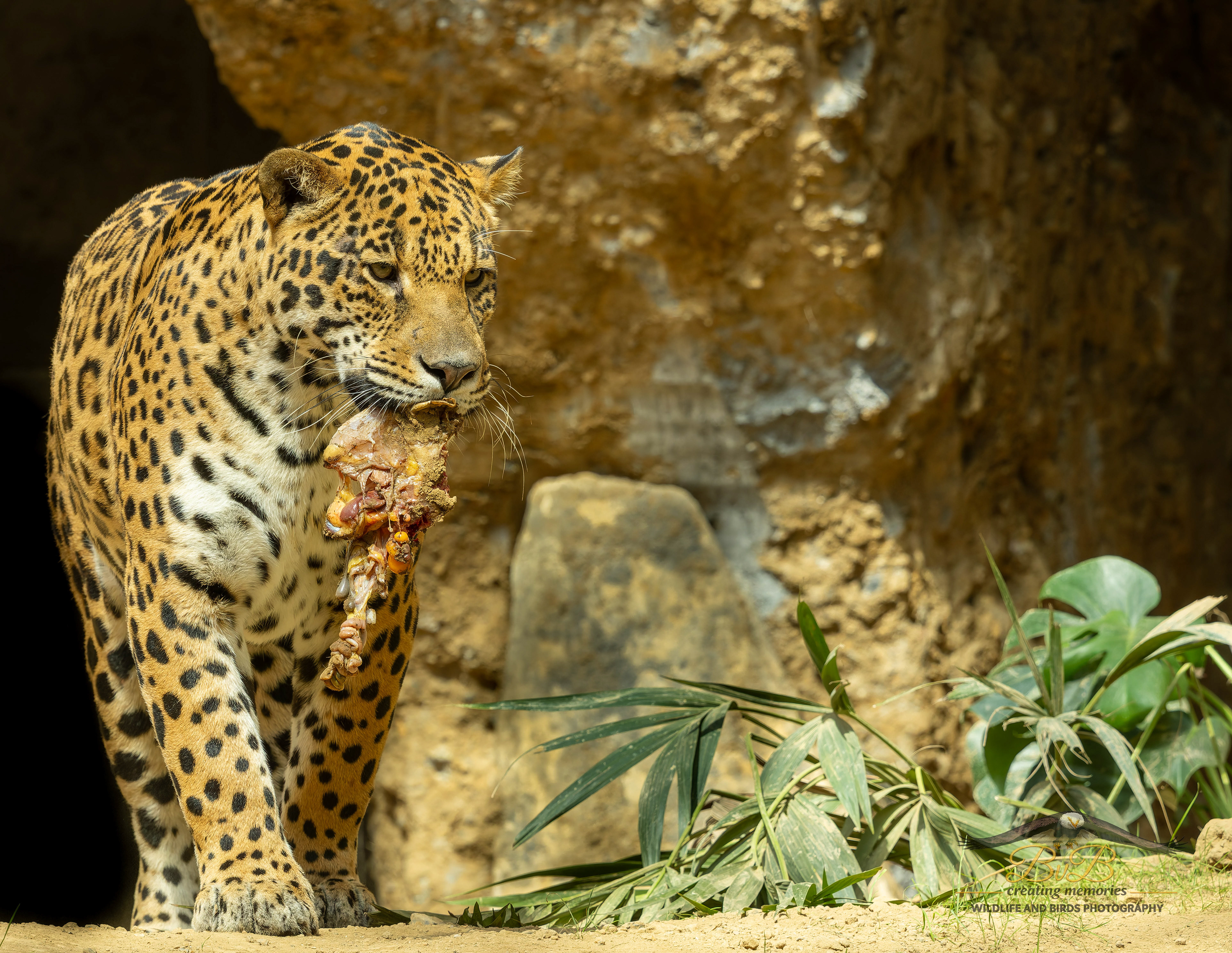 Jaguar
