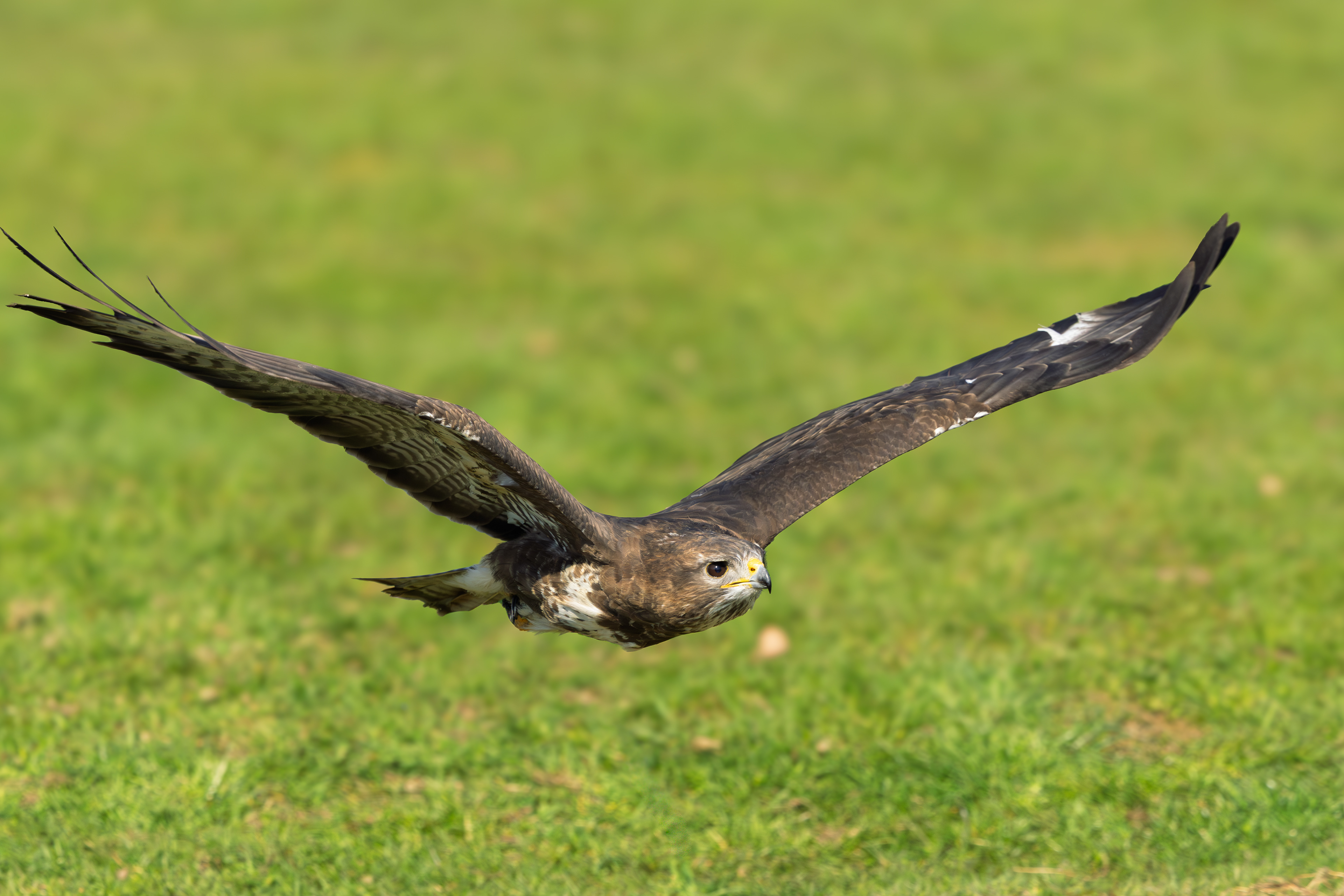 Buizerd