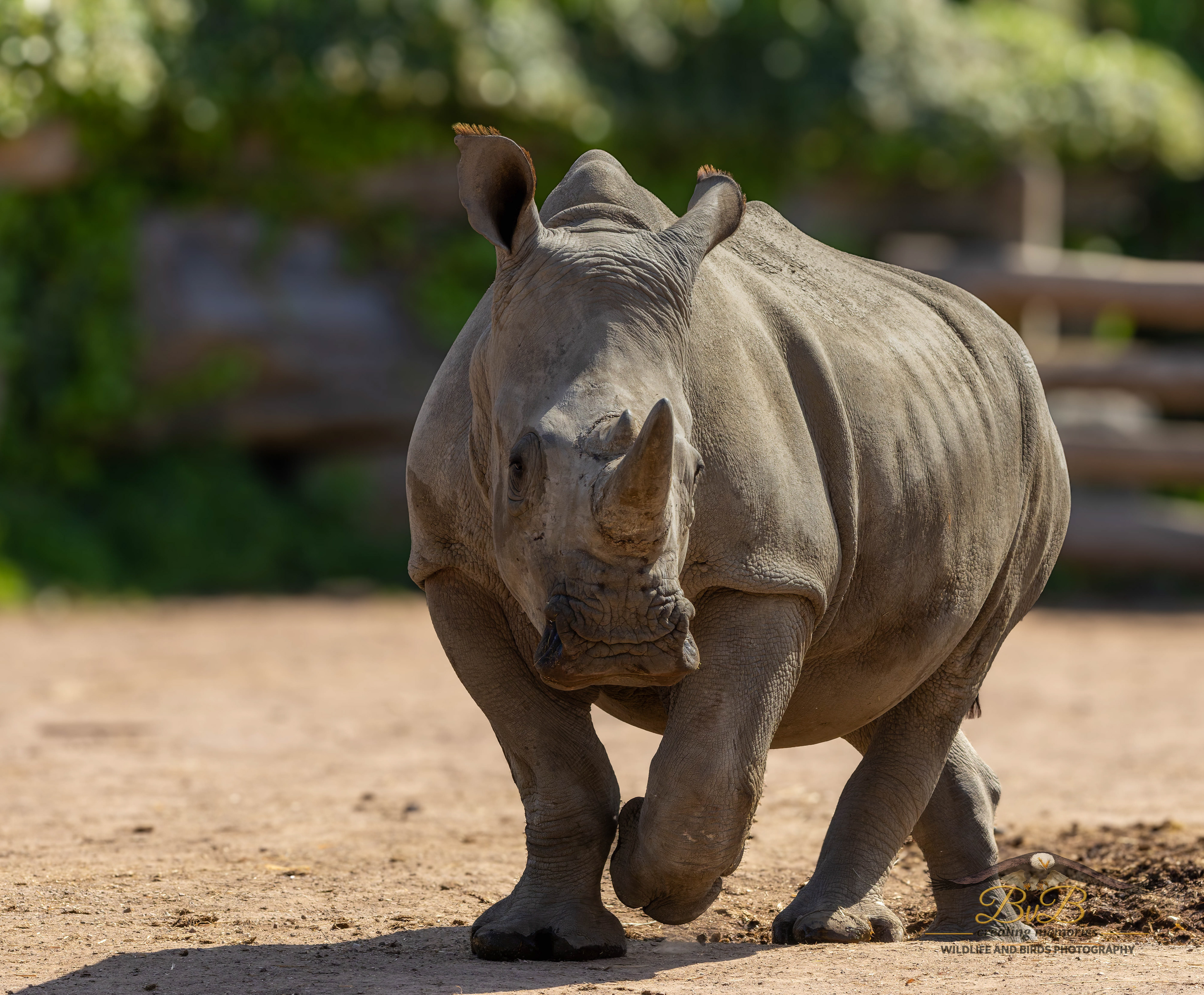 Neushoorn