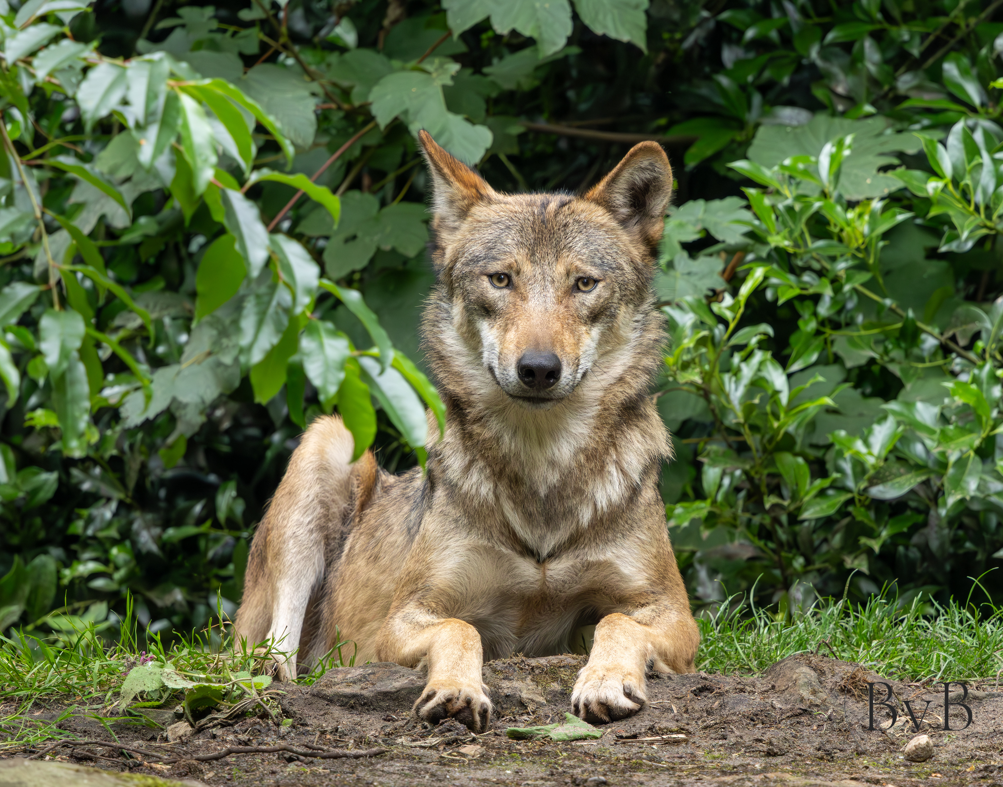 Wolf