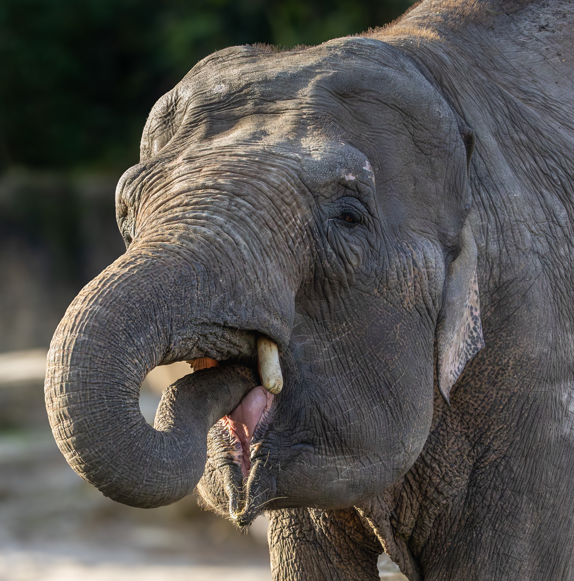 Aziatische olifant