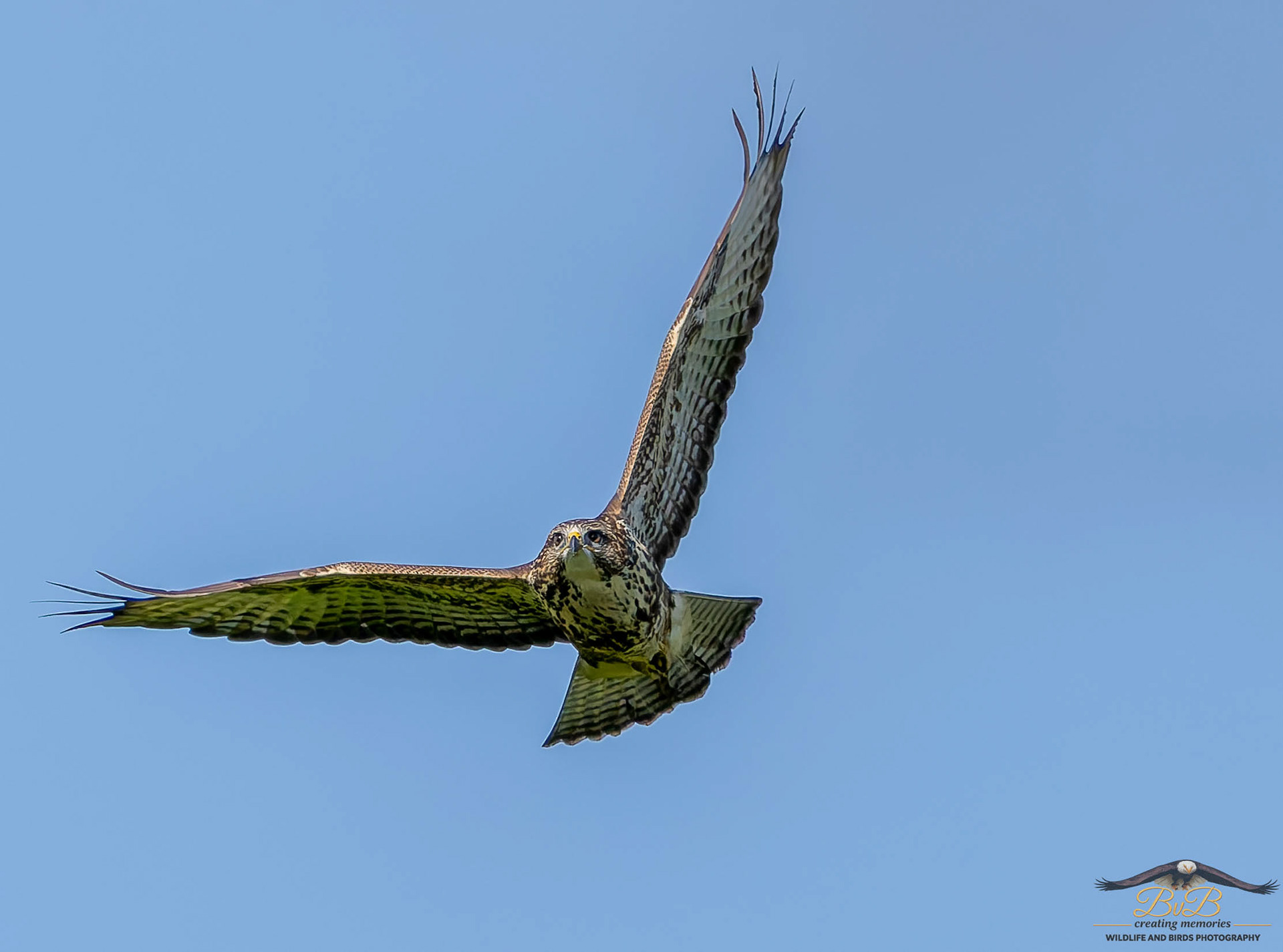Buizerd