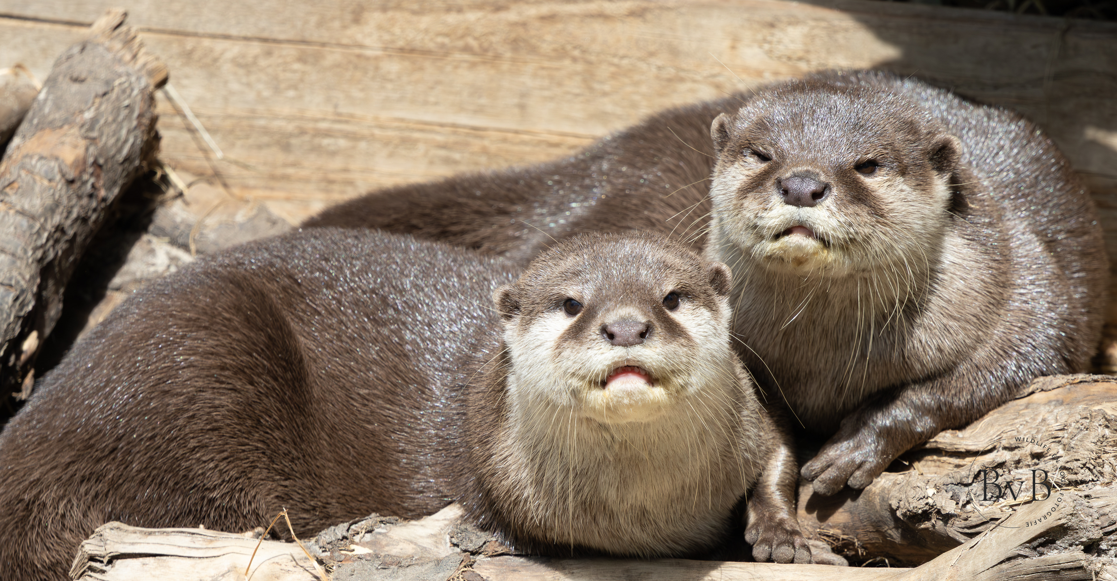 Otters
