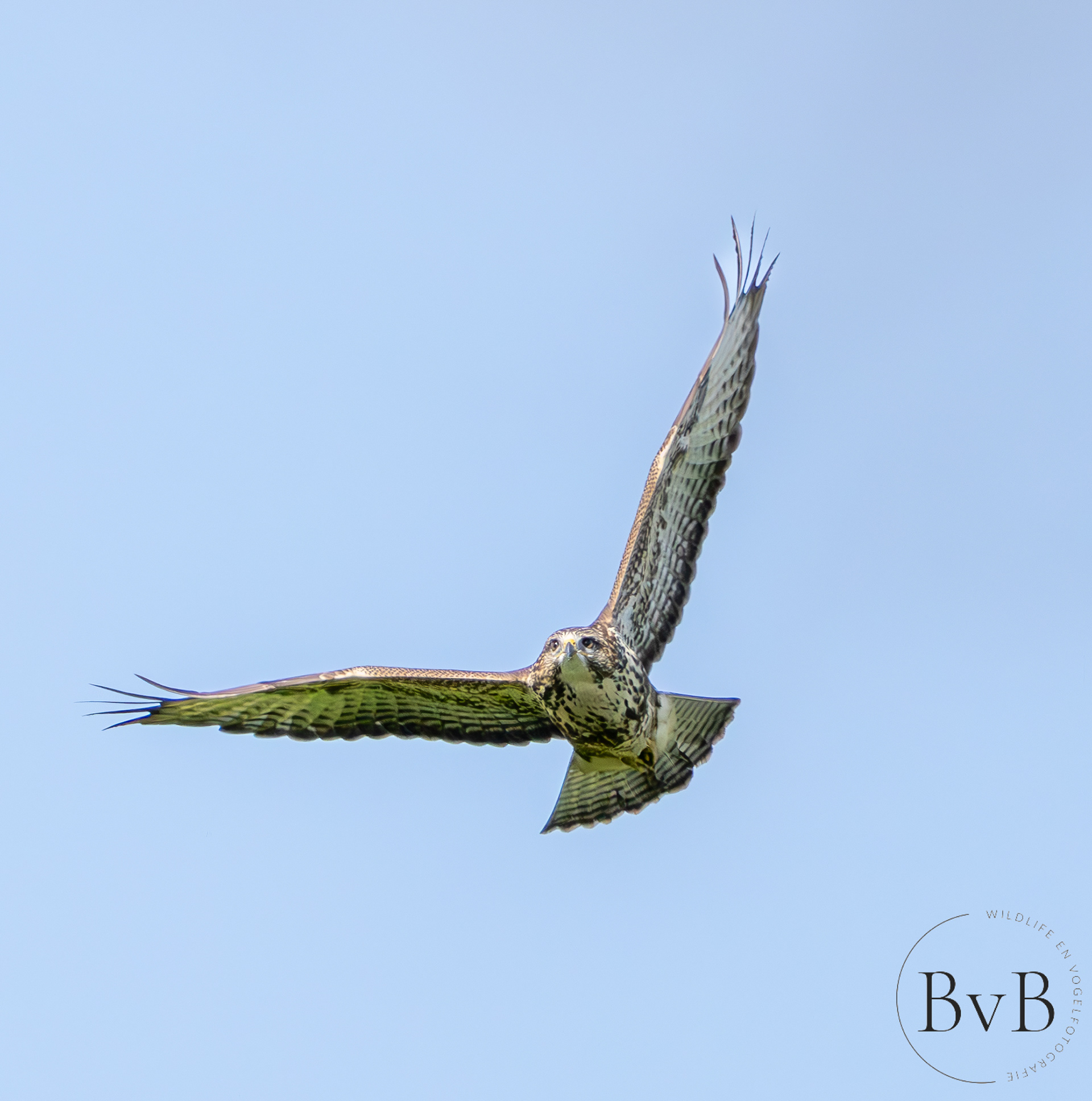 Buizerd