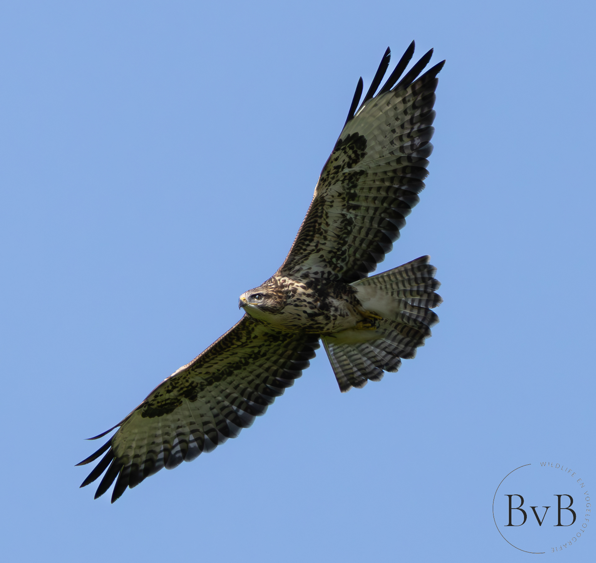 Buizerd