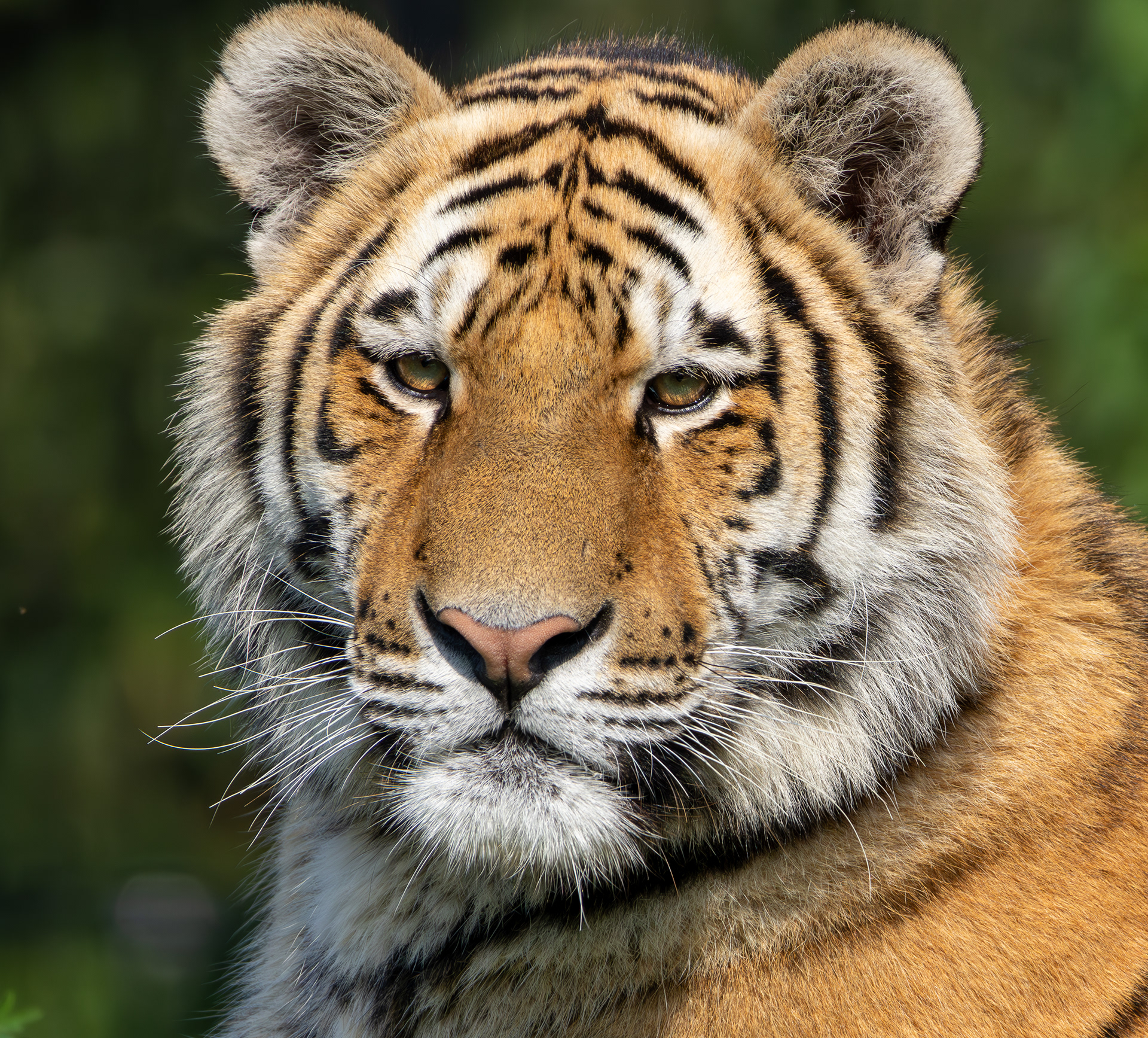 Amoer (Siberische) tijger