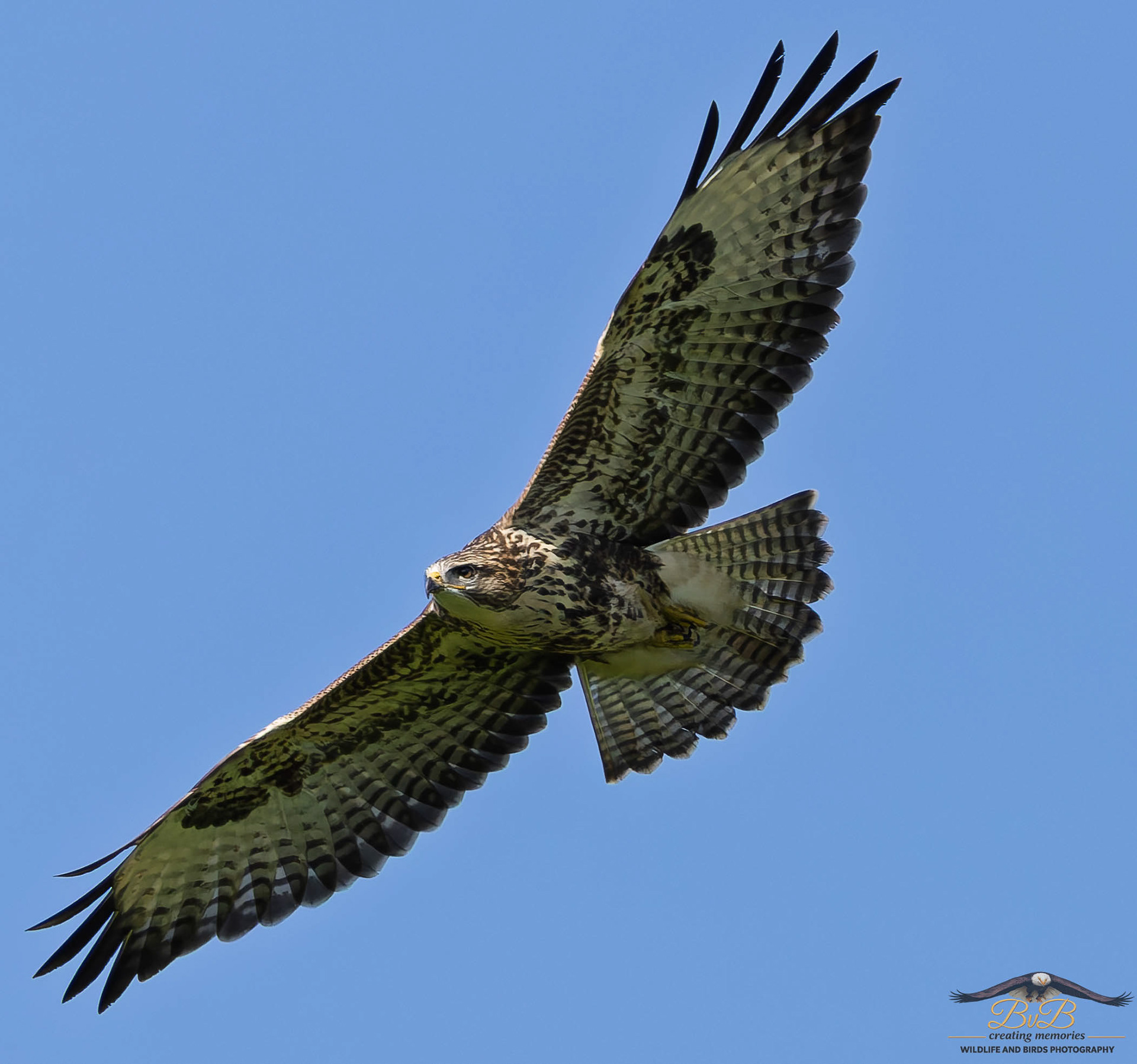Buizerd