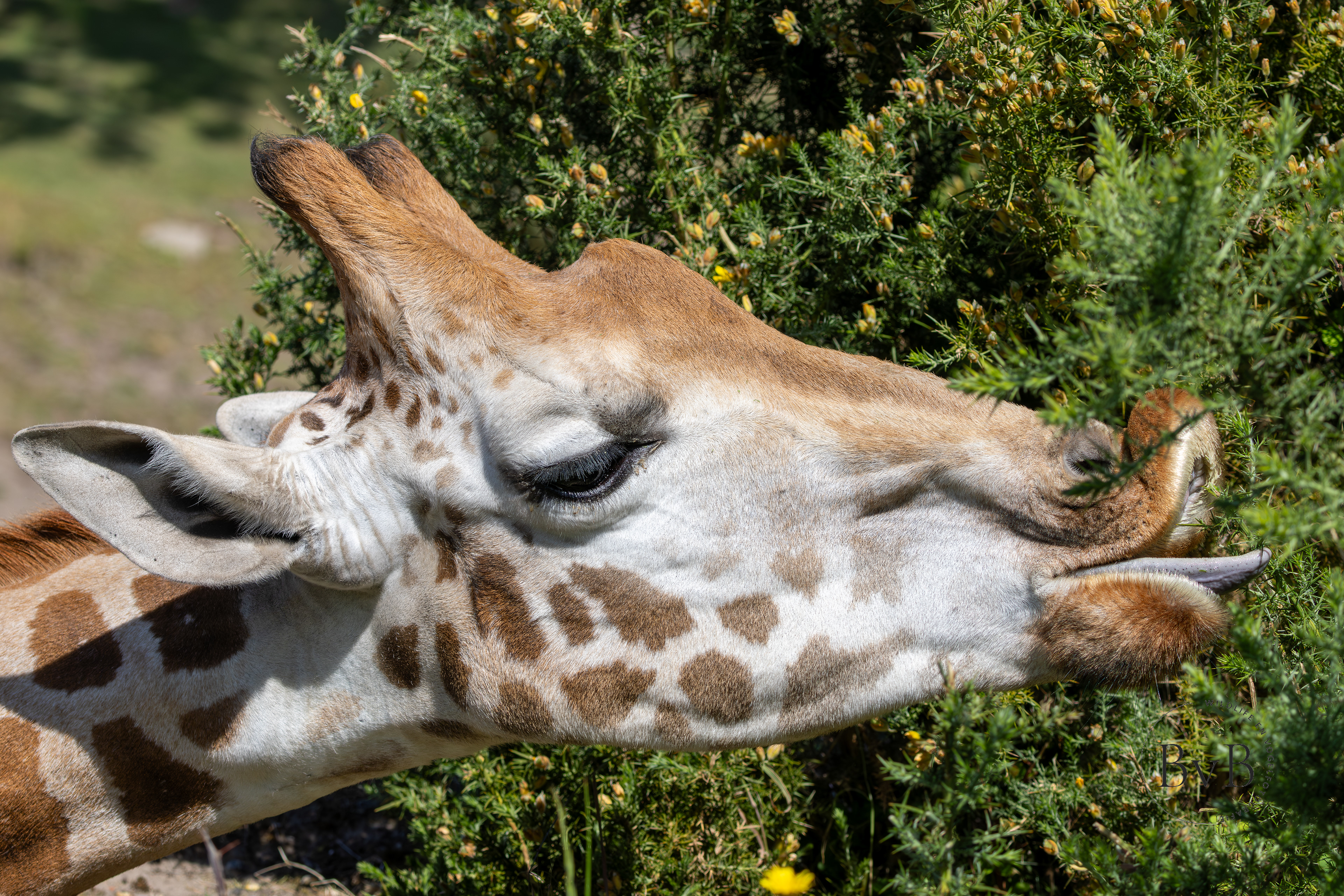 Giraffe