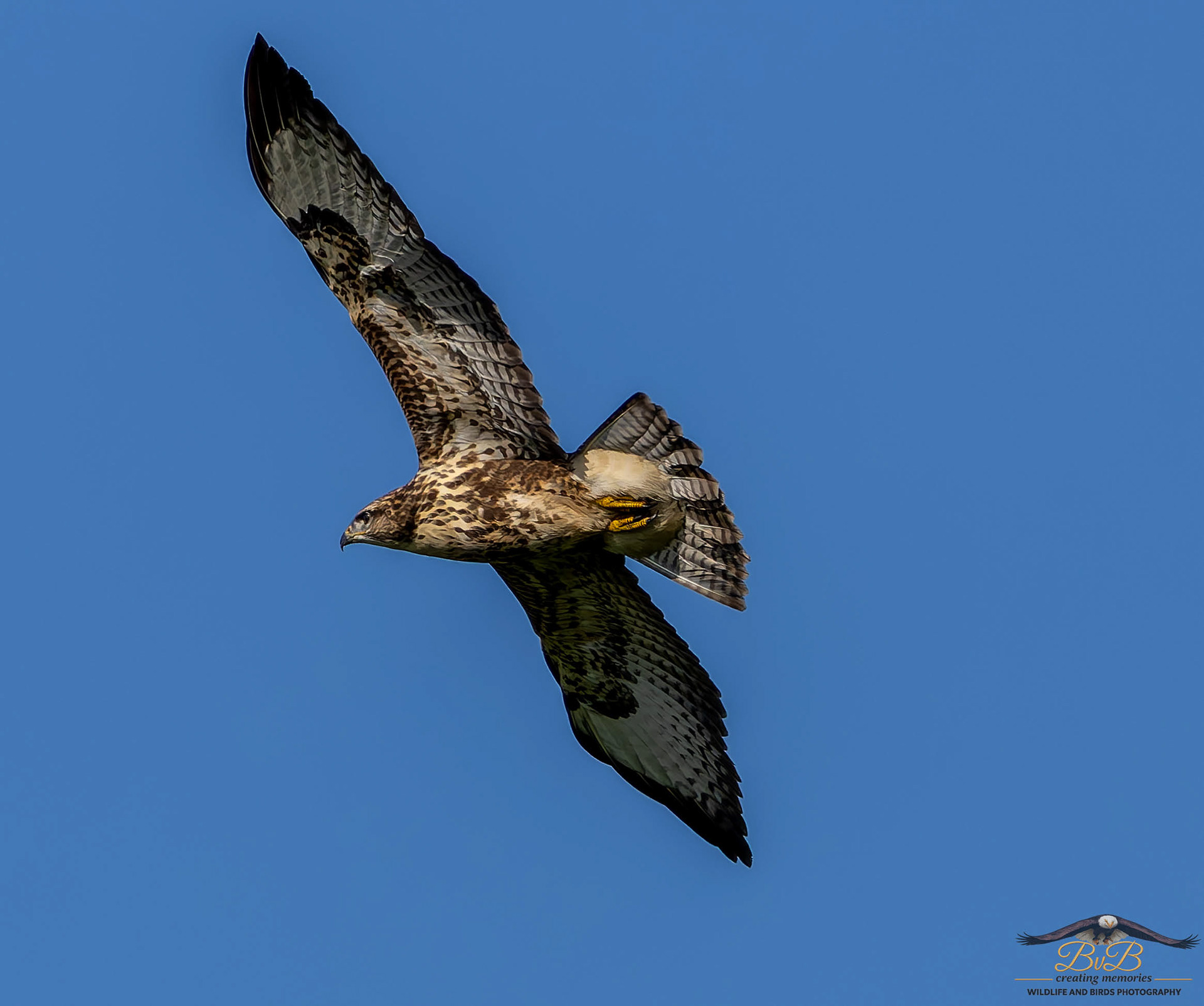 Buizerd