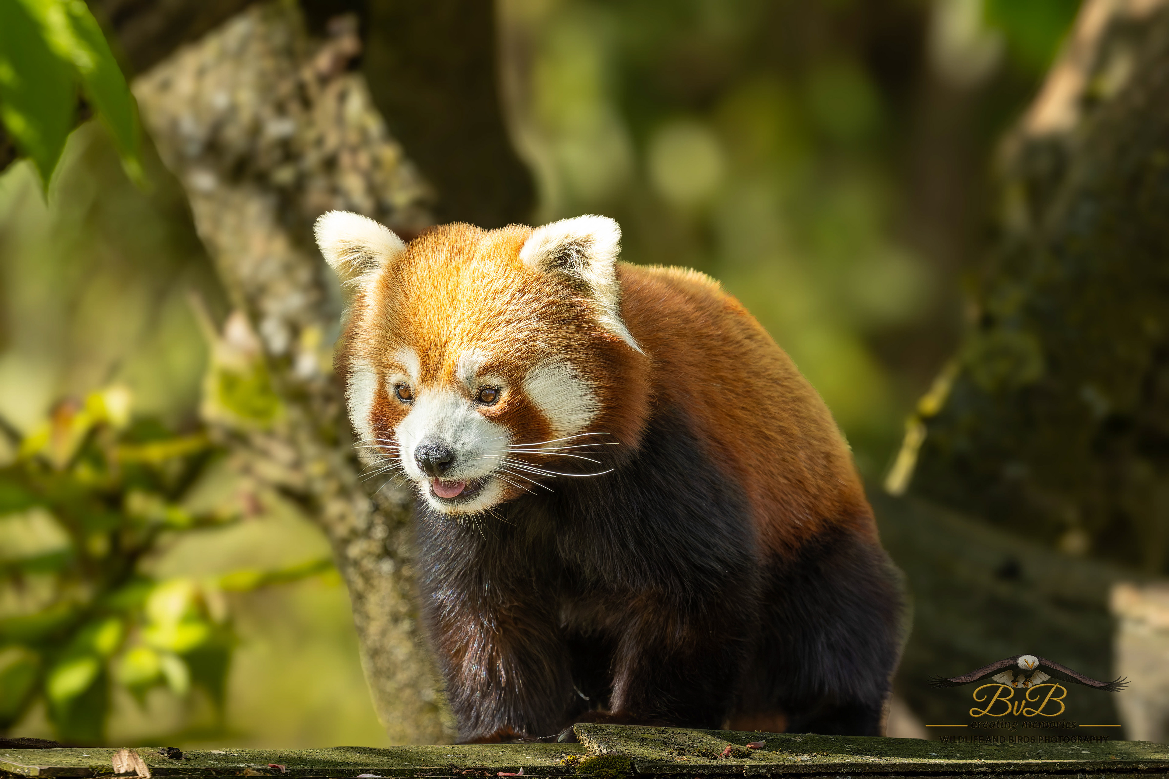 Rode panda