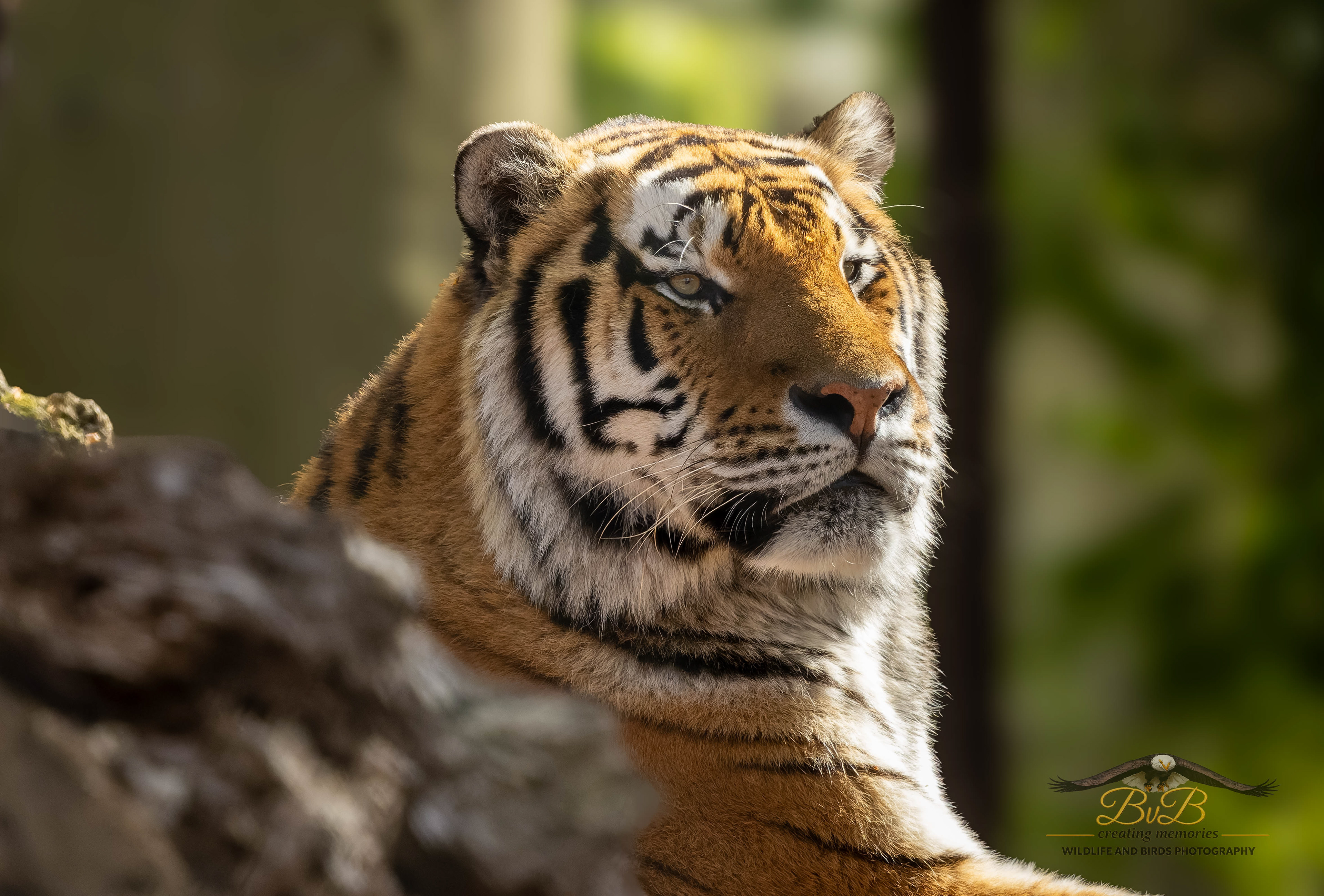 Amoer (Siberische) tijger