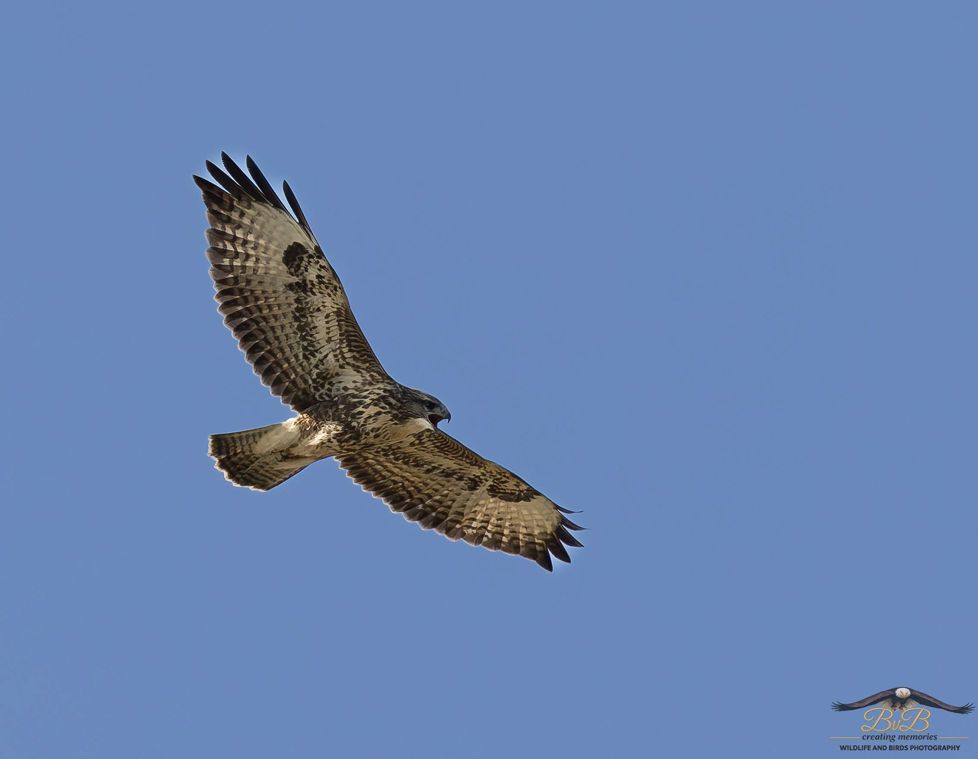 Buizerd