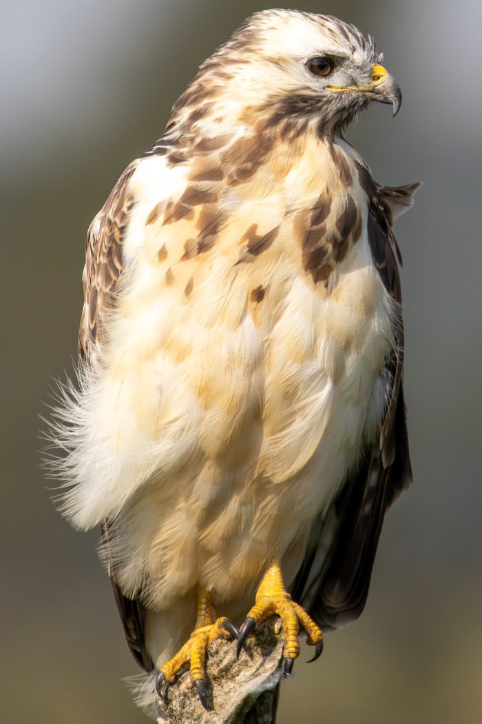 Buizerd