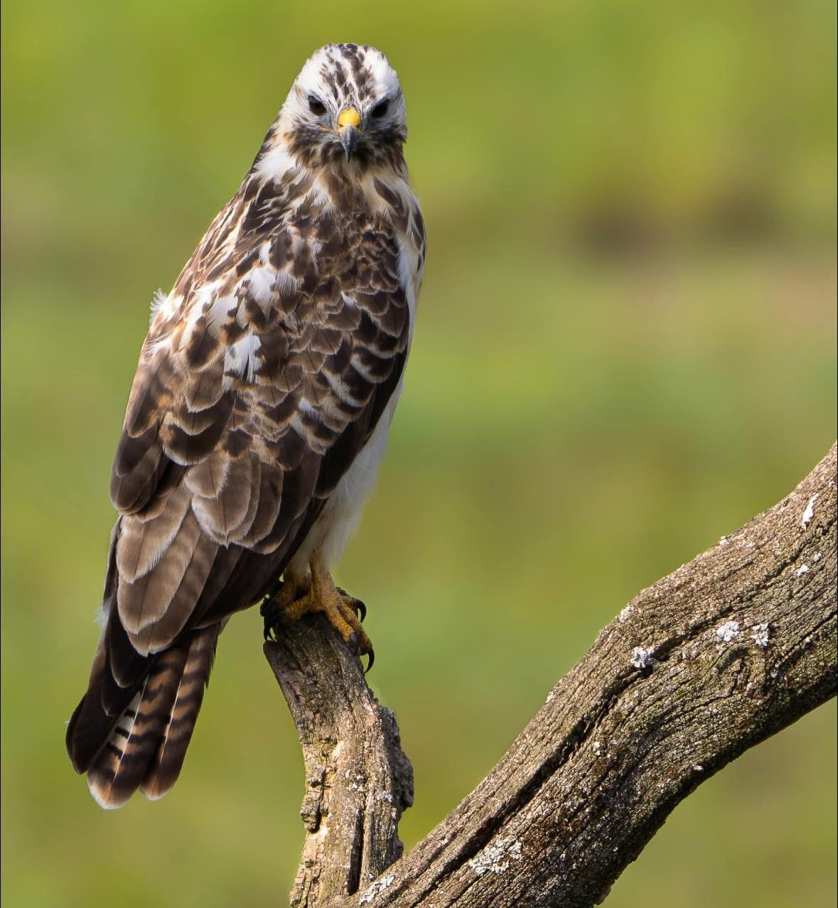 Buizerd