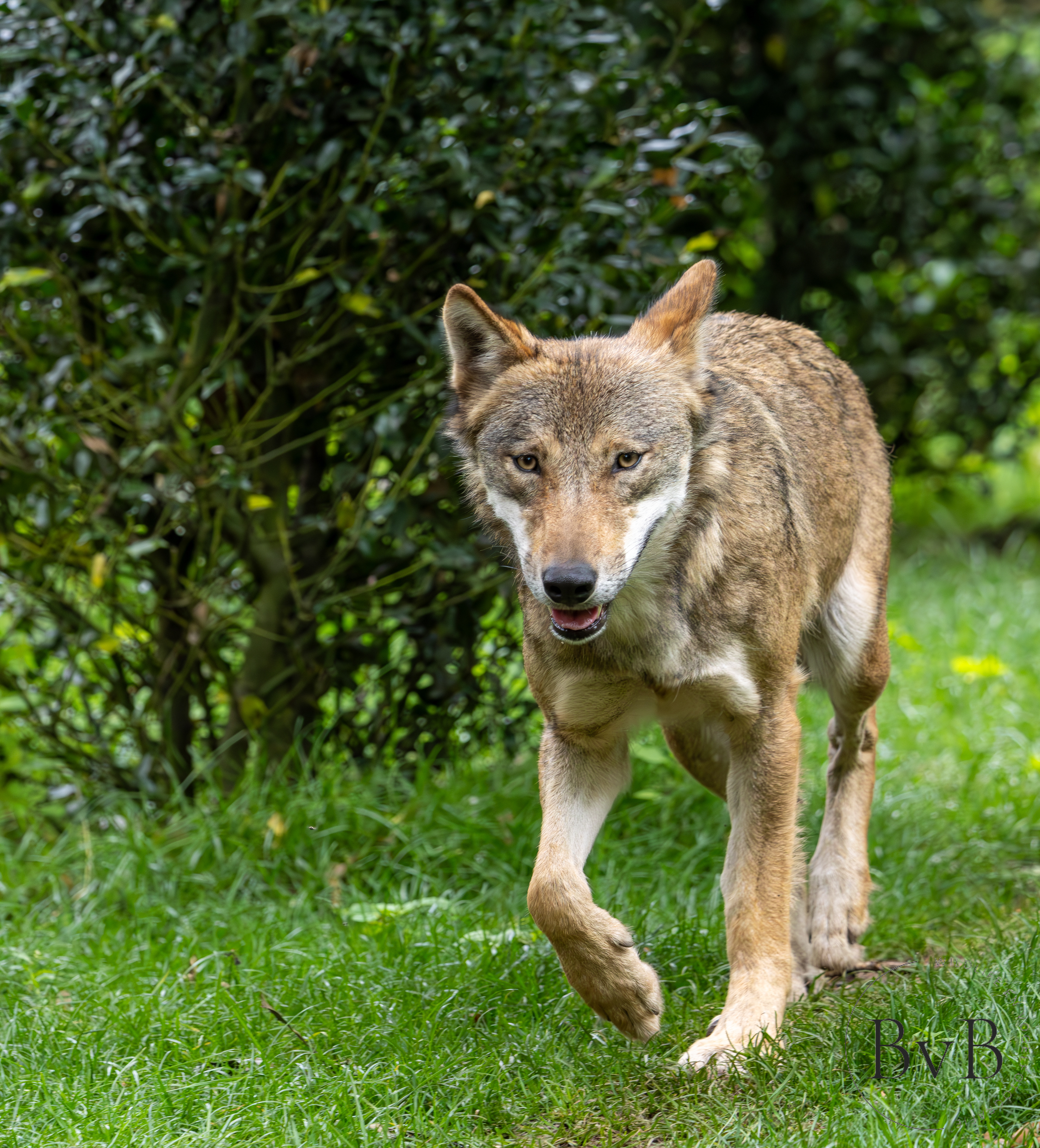 Wolf
