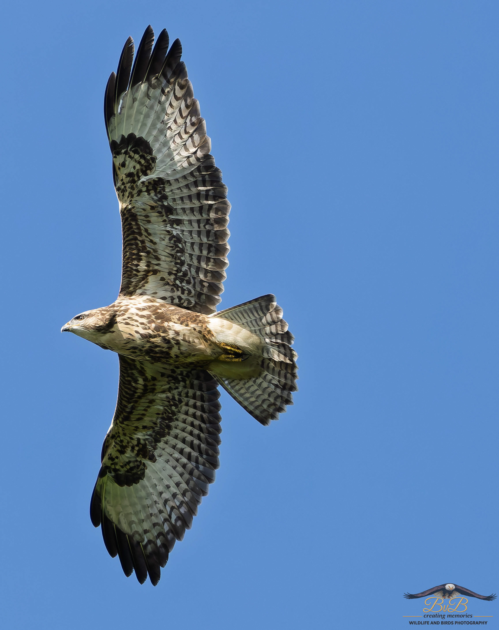 Buizerd