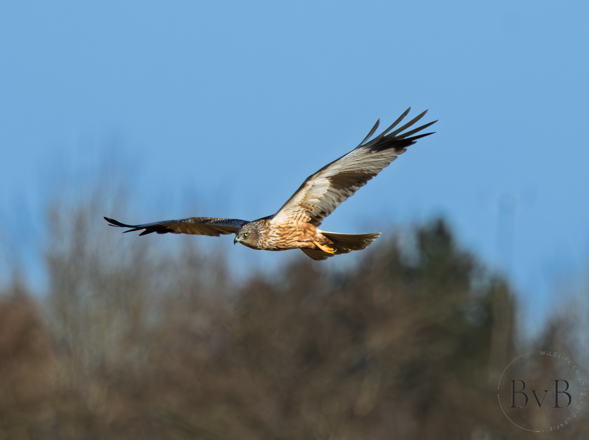 Bruine kiekendief