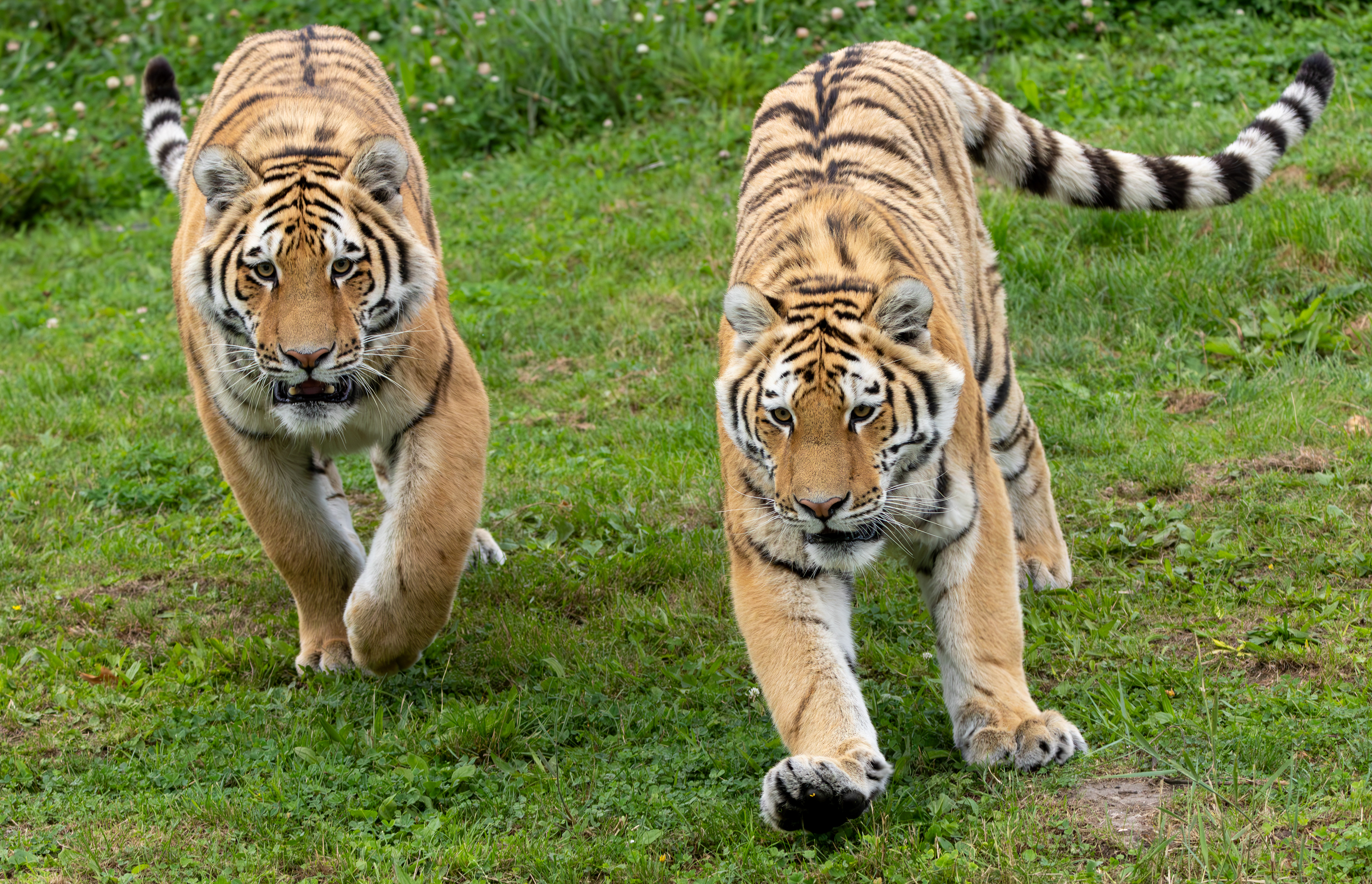 Amoer (Siberische) tijger