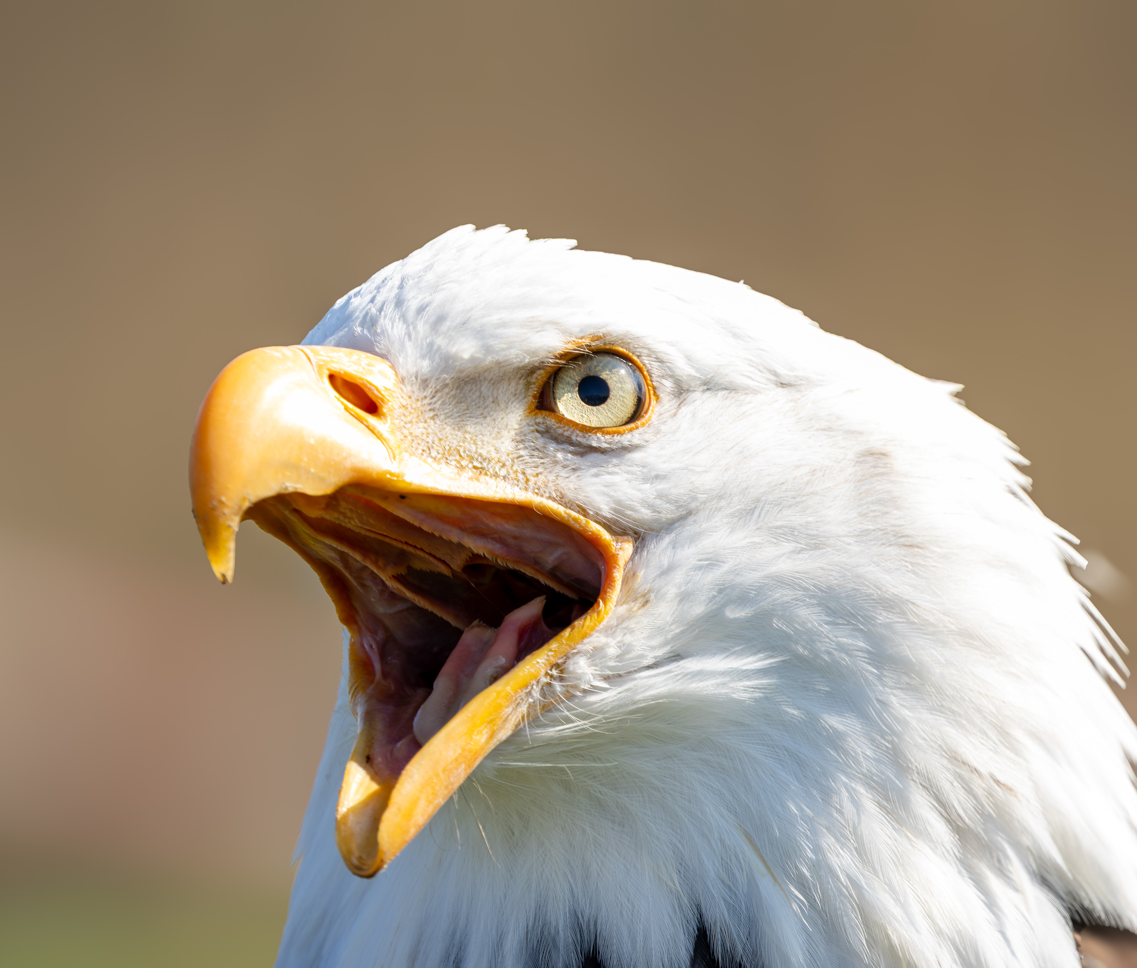 Amerikaanse zeearend