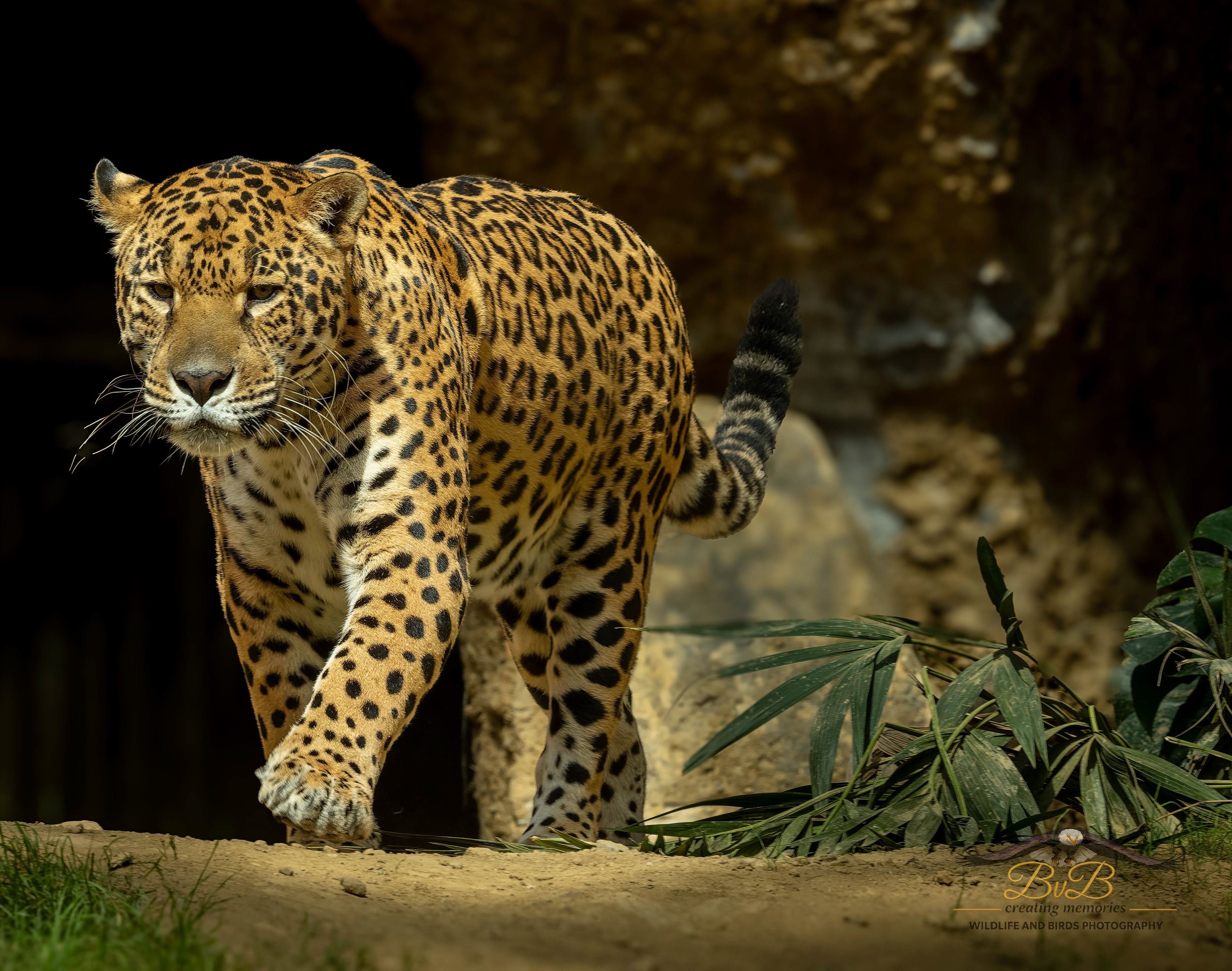 Jaguar