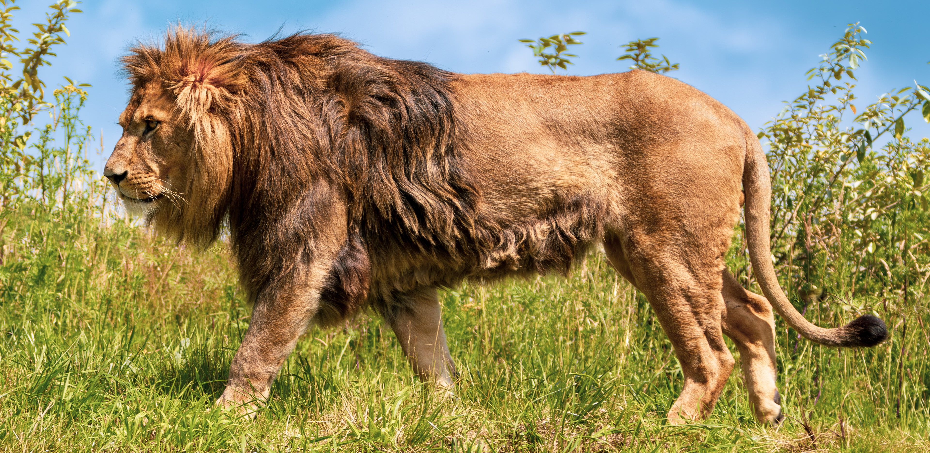 Leeuw