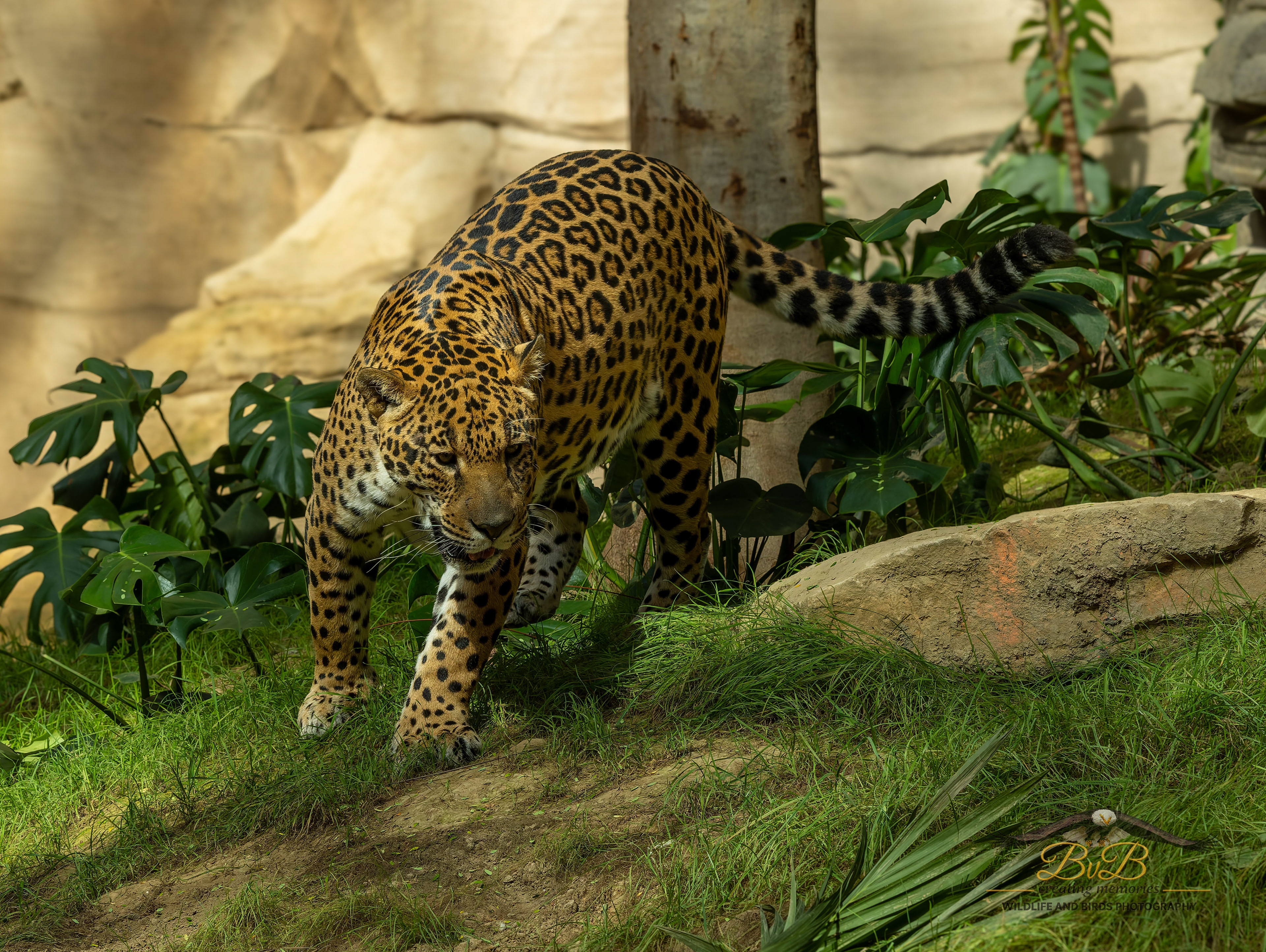 Jaguar