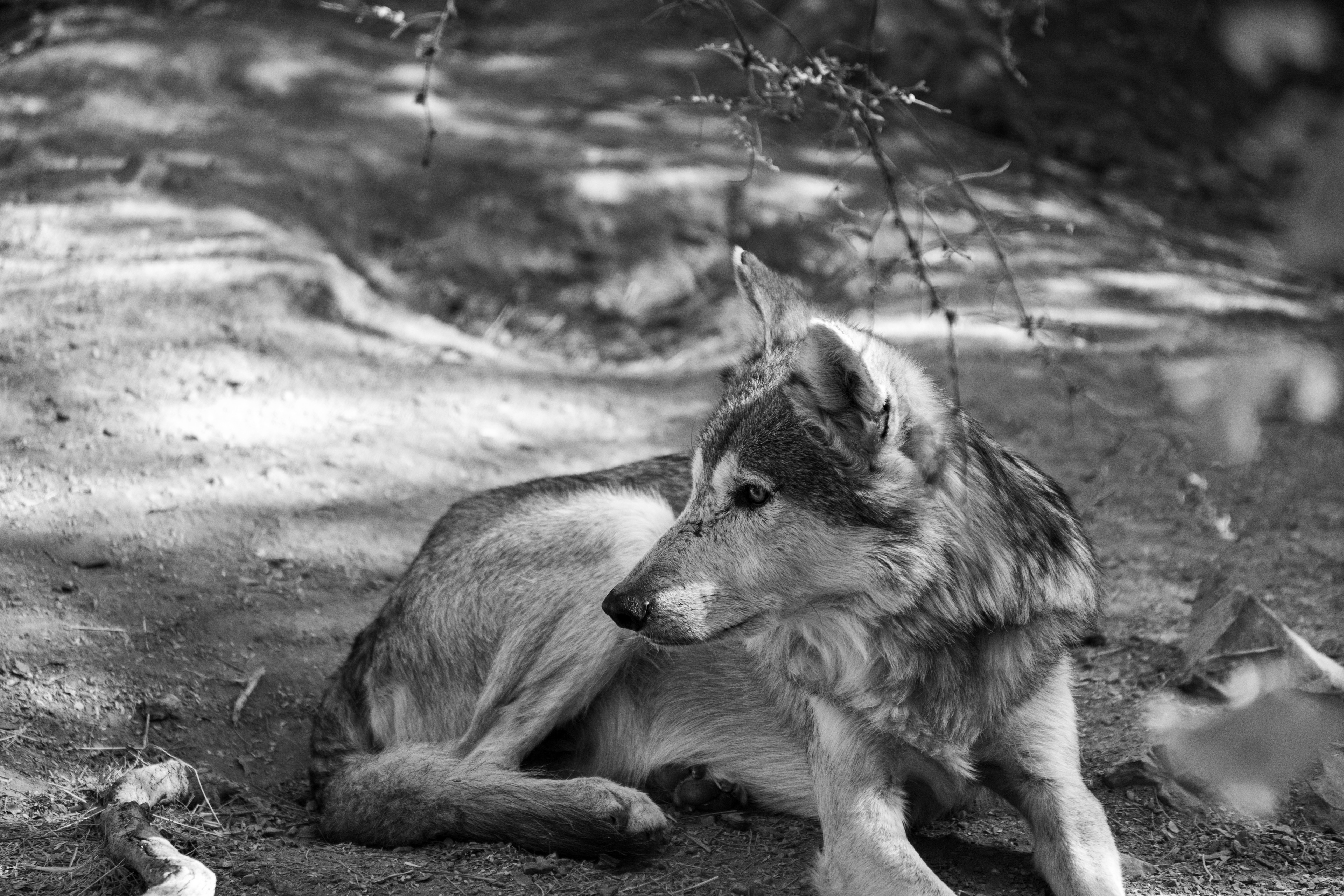 Mexican Grey Wolf