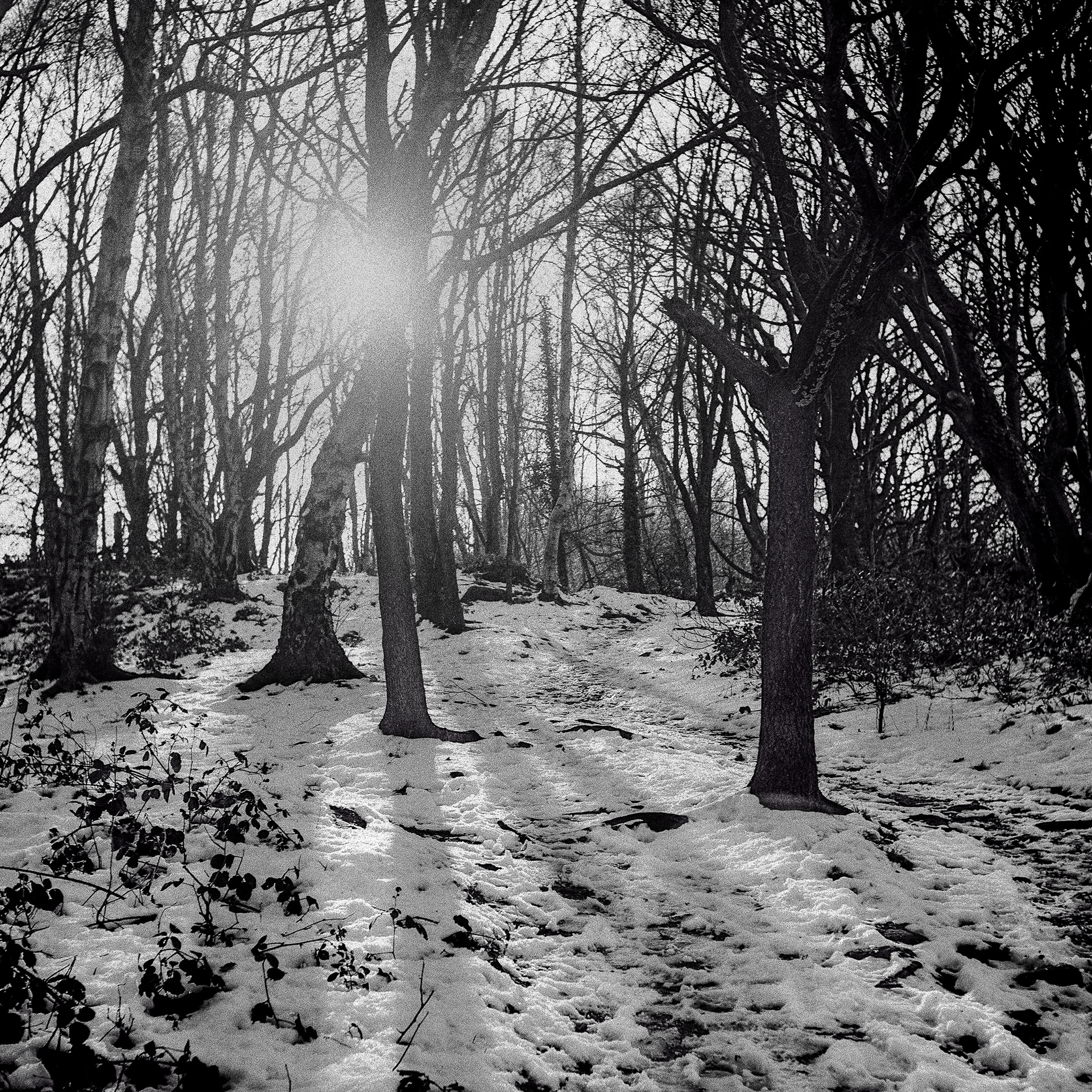 Through the Trees
