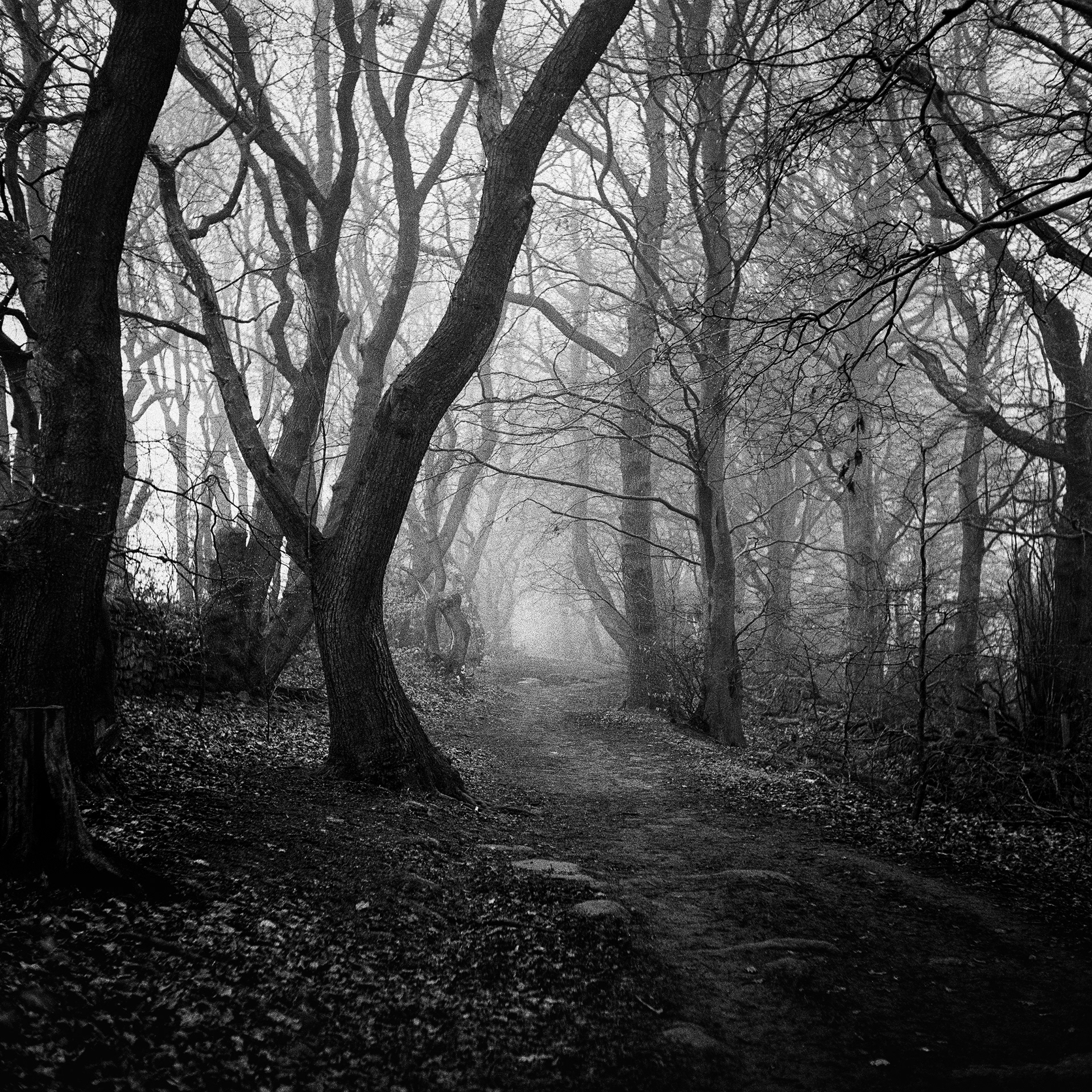Misty Chevin Path