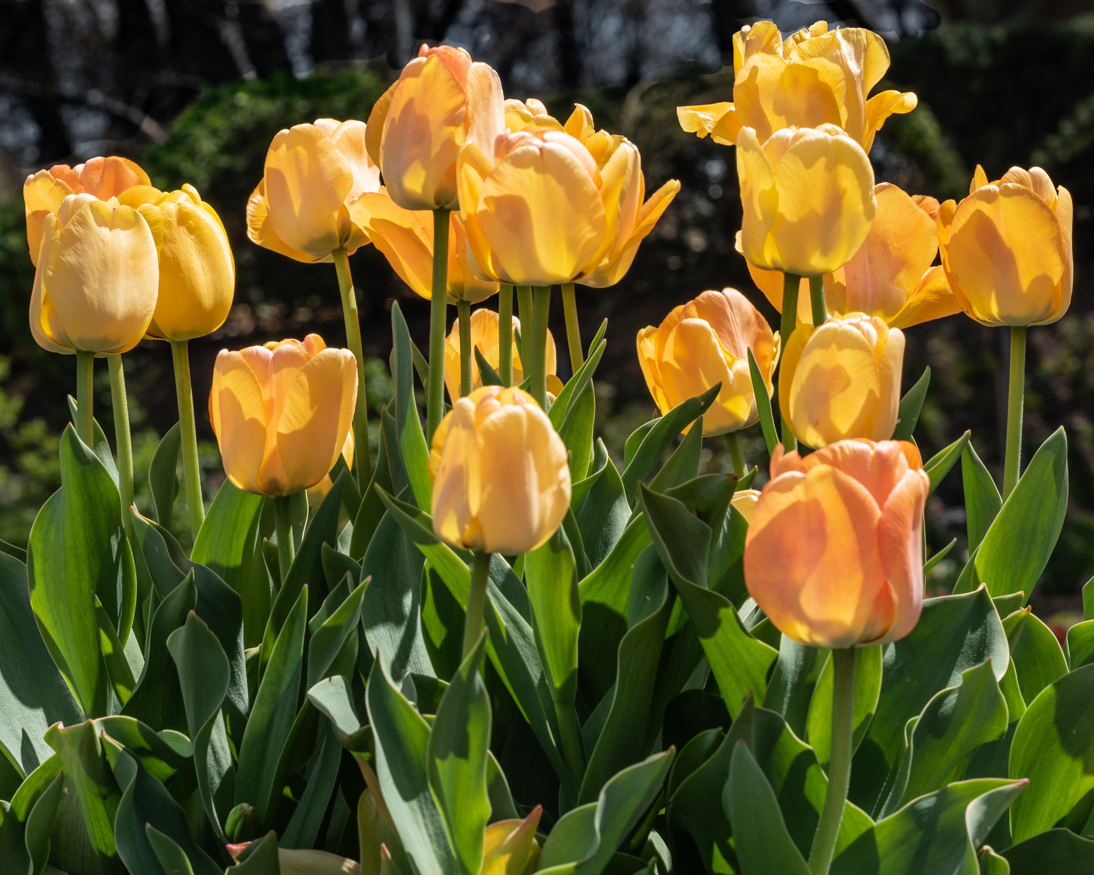 Beautiful Yellow Tulips at the Brooklyn Botanic Garden Brooklyn NY