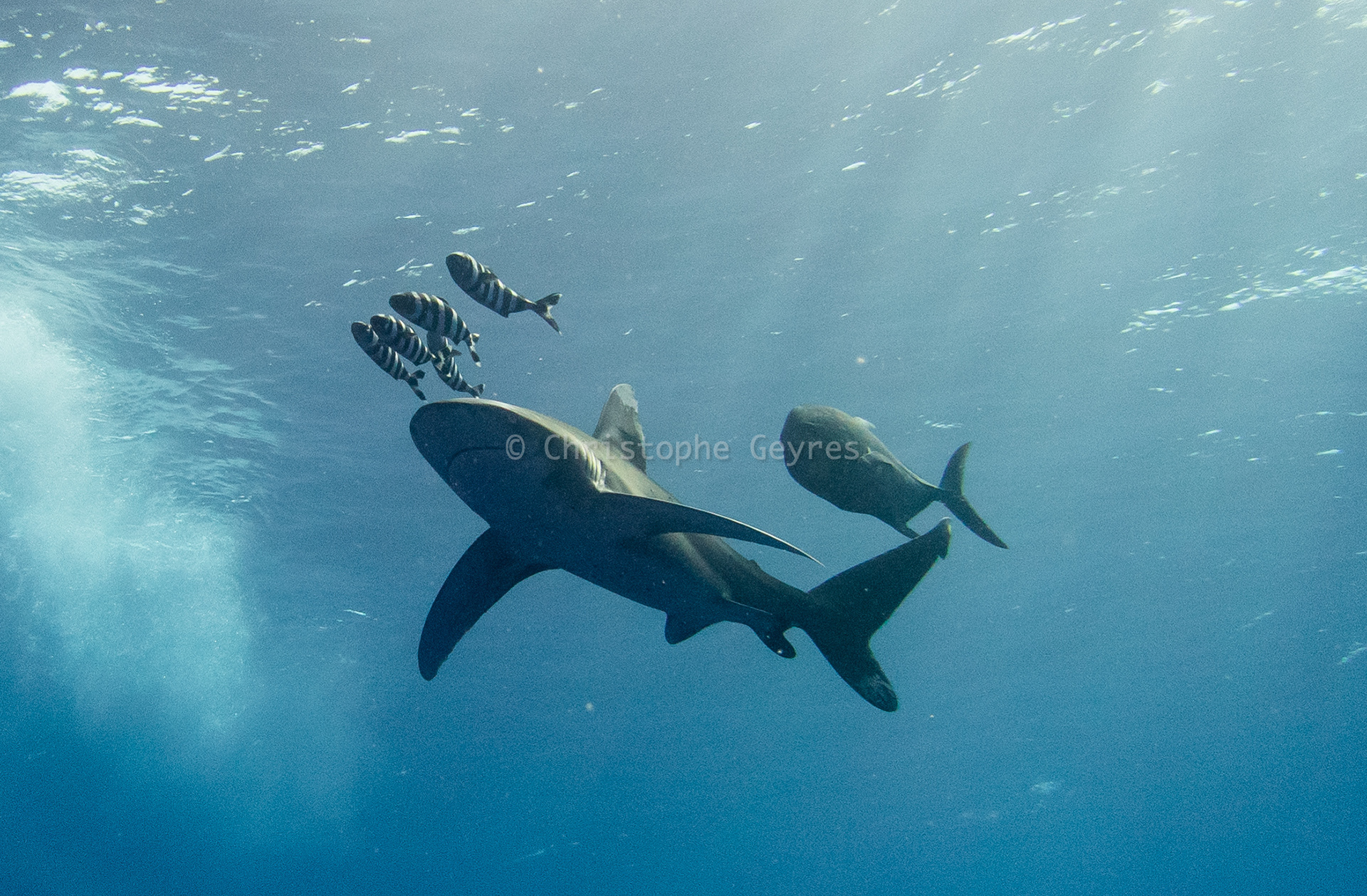 Requin Logimane et Carangue