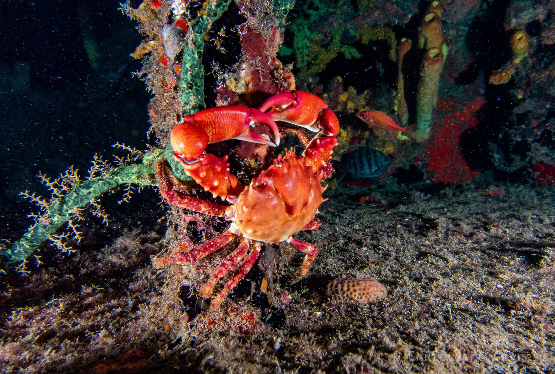 Crabe Corail