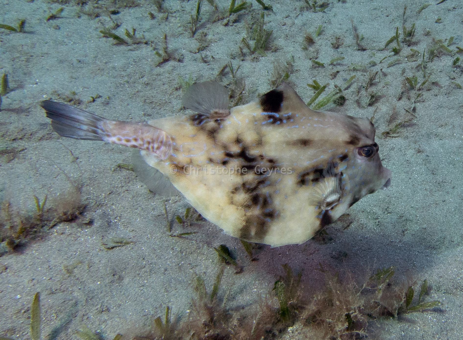 Poisson Coffre