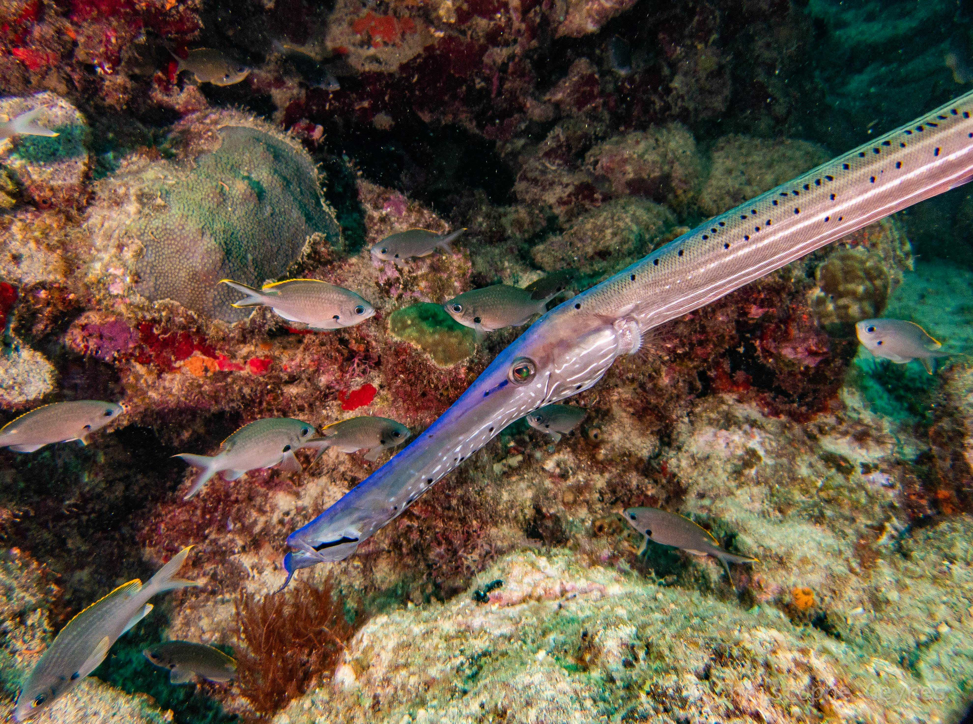 Poisson Trompette