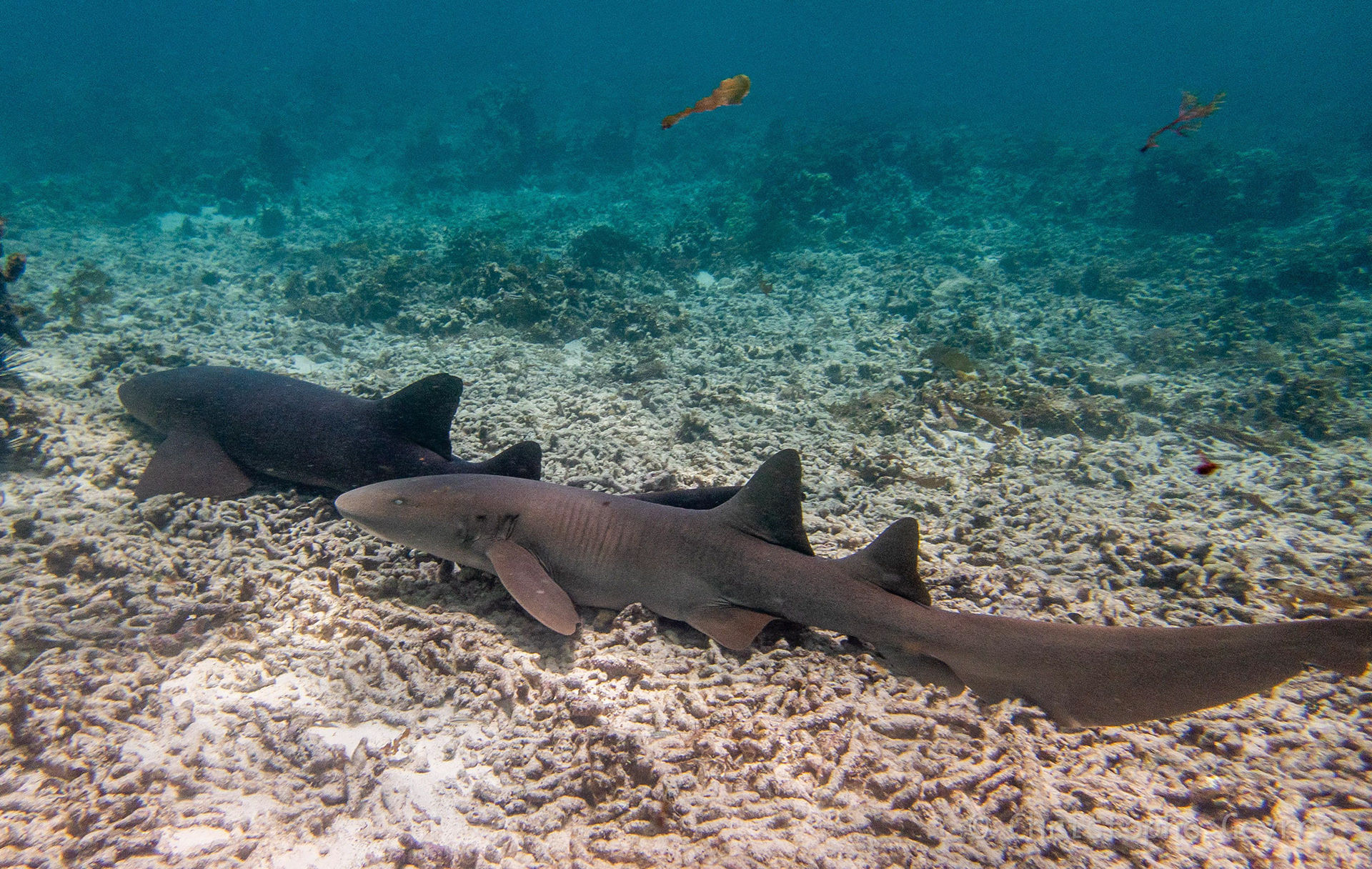 Requins Nourrices