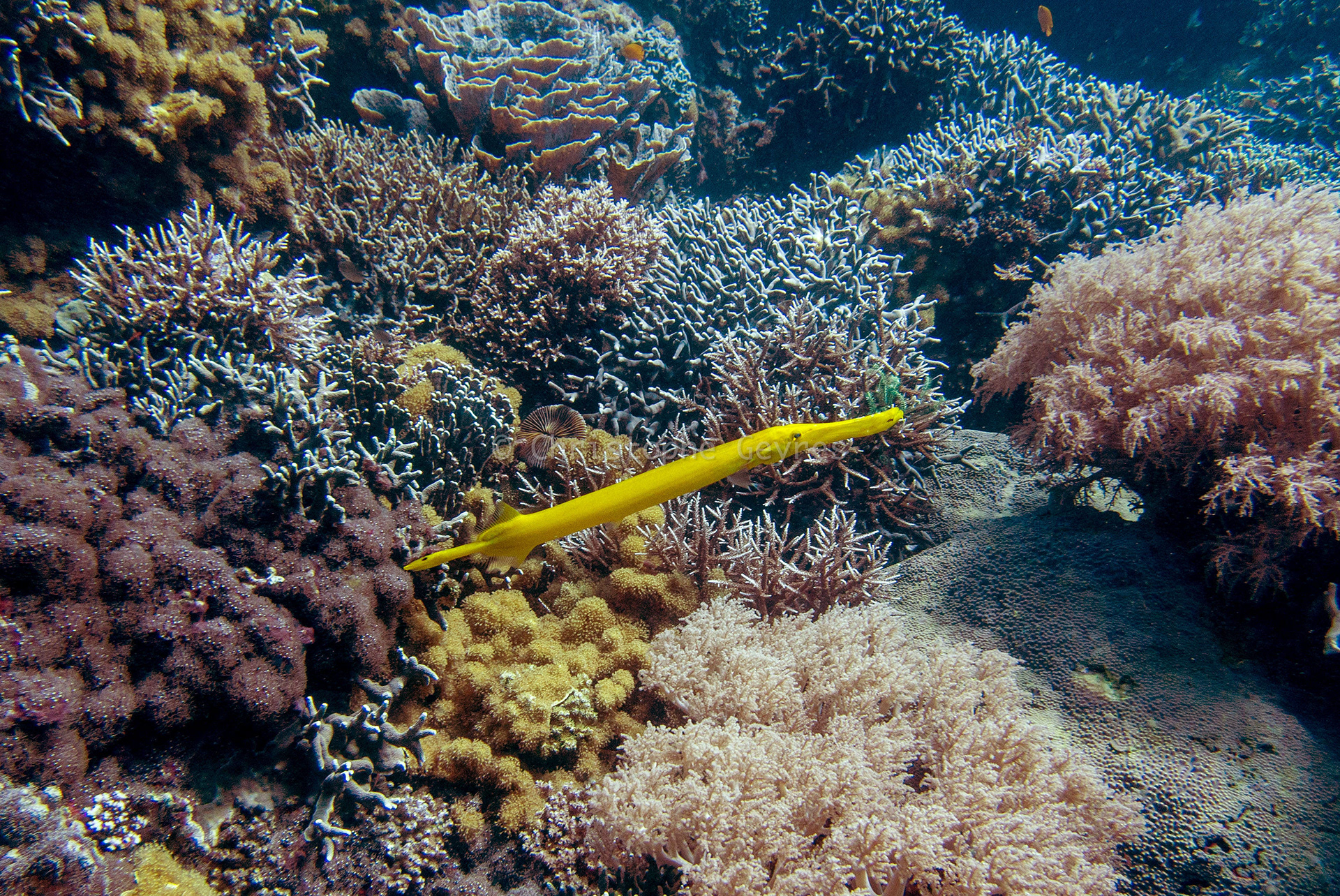 Poisson Flute
