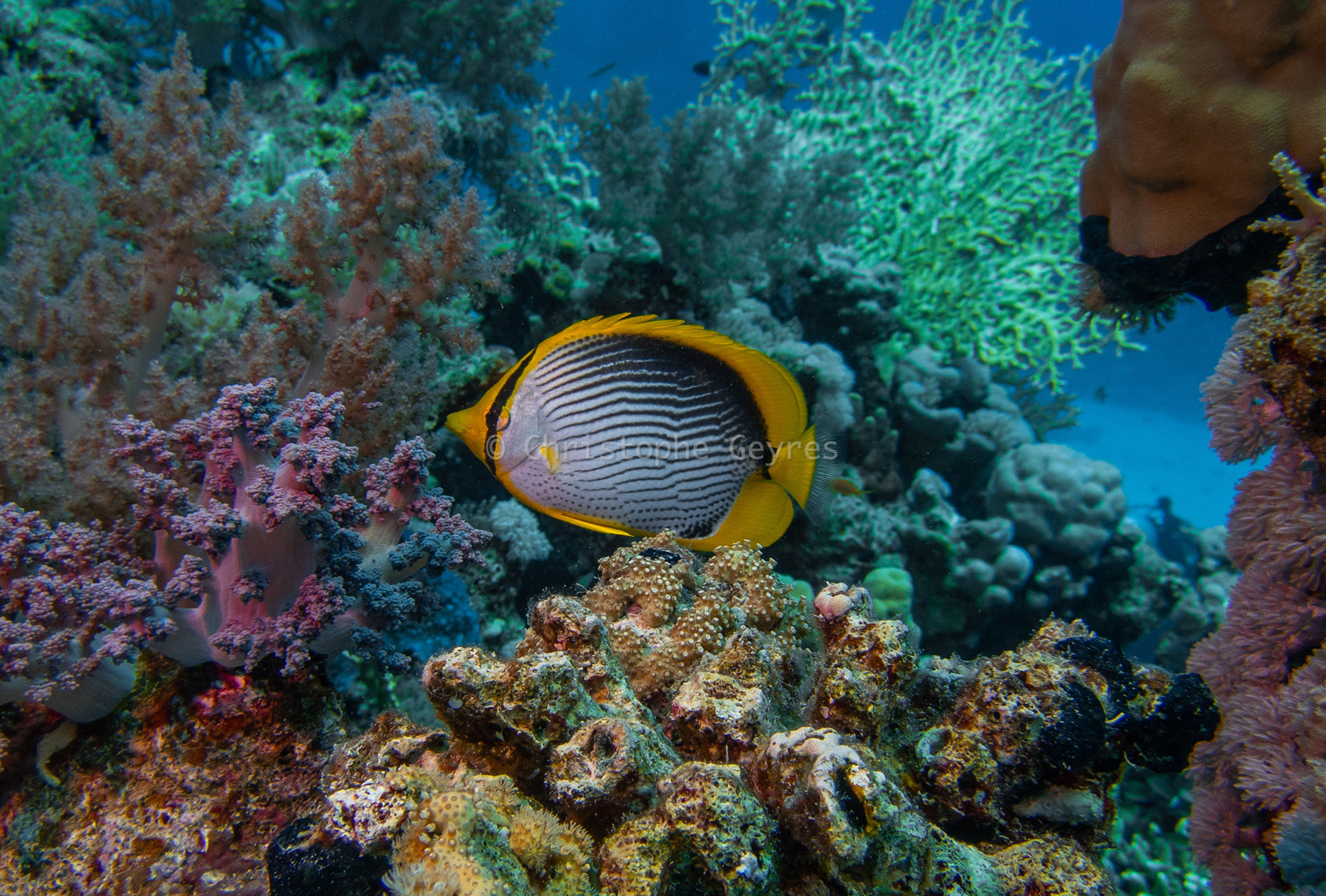 Poisson Papillon