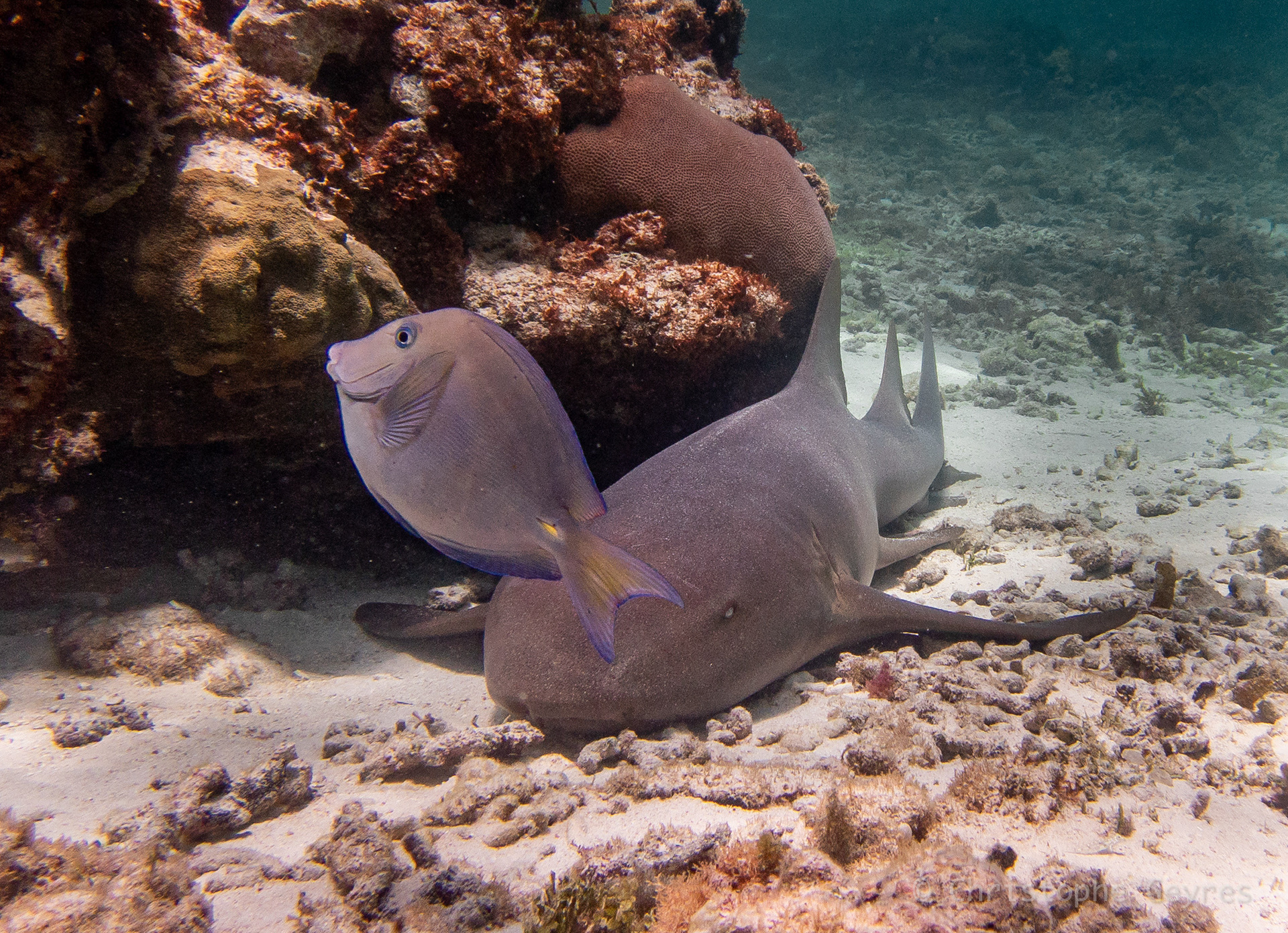 Requin Nourrice